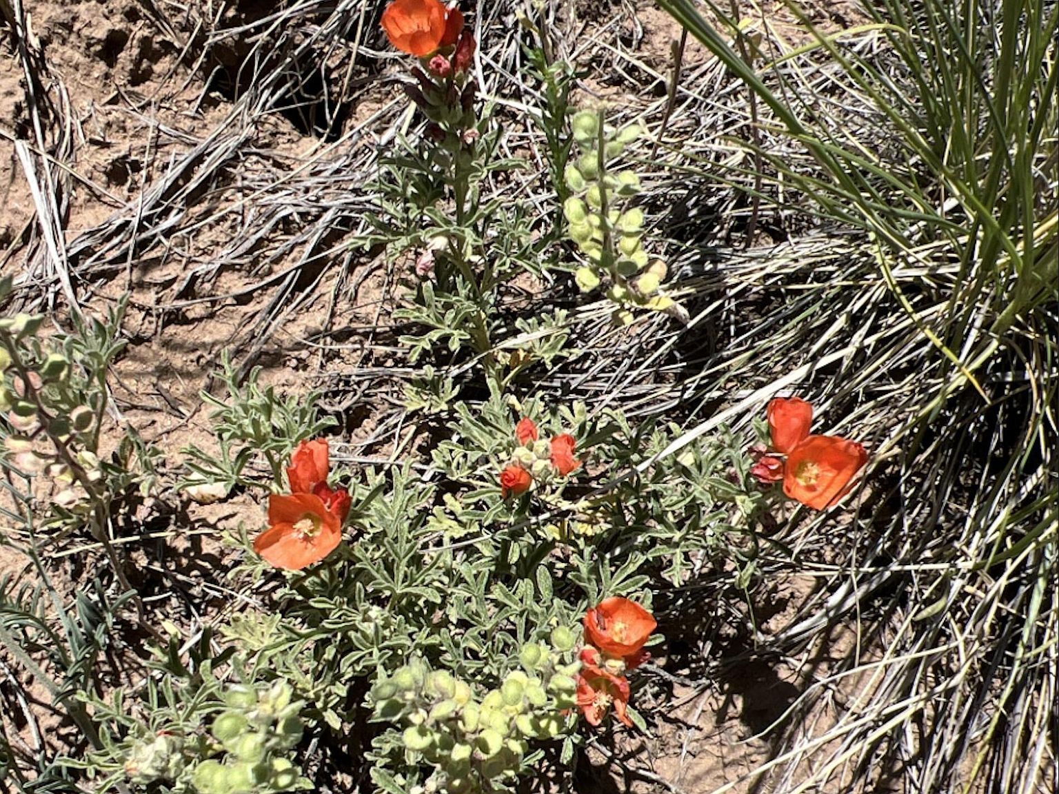 Lots 3&4 Navajo Ranch Ests Walsenburg, CO 81089 - Thumbnail 4