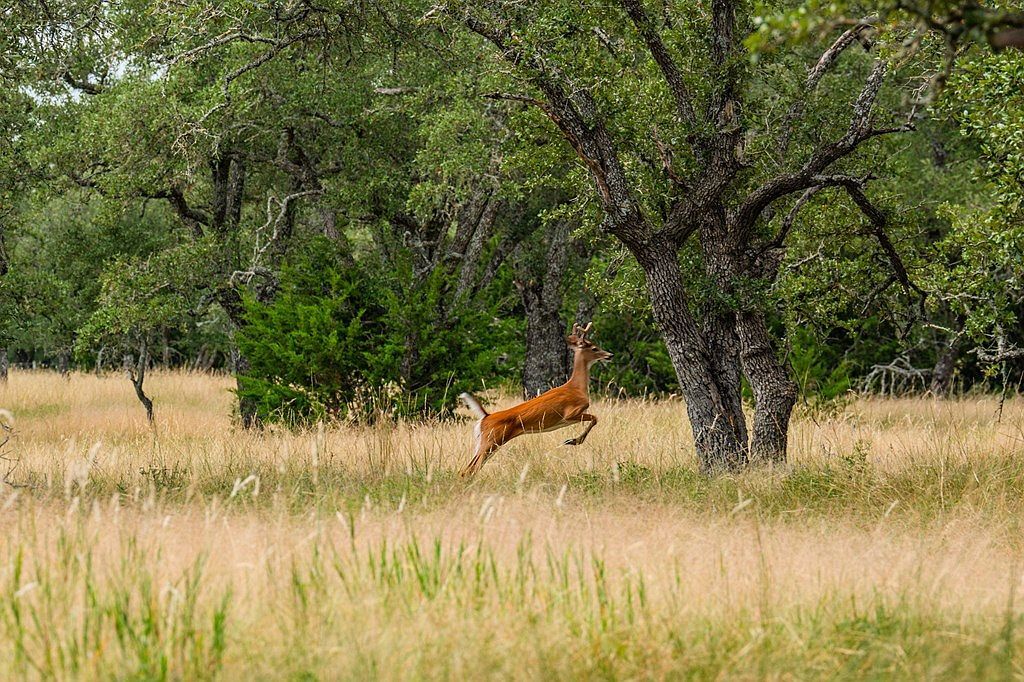 LOT 33 Nott Branch Rd Harper, TX 78631 - Thumbnail 4
