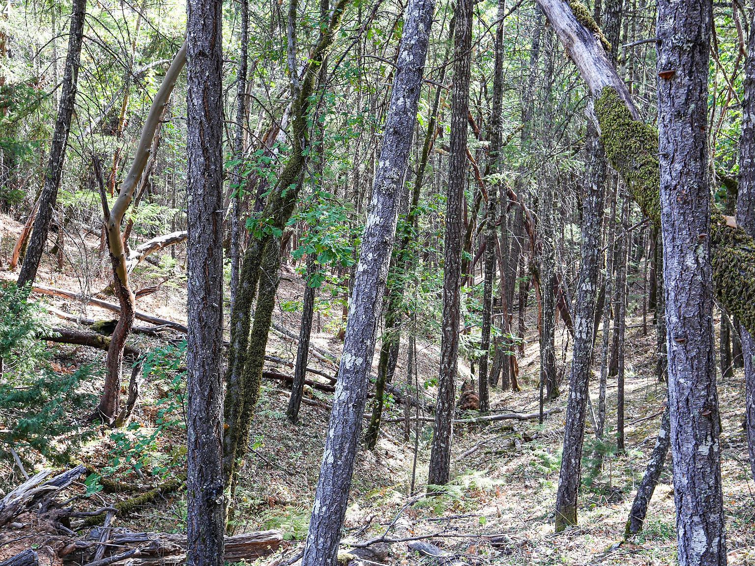 Quartz Creek Rd Merlin, OR 97532 - Thumbnail 4