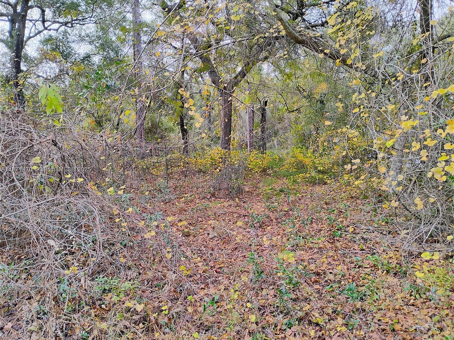 103 Antler Rd Interlachen, FL 32148 - Thumbnail 4