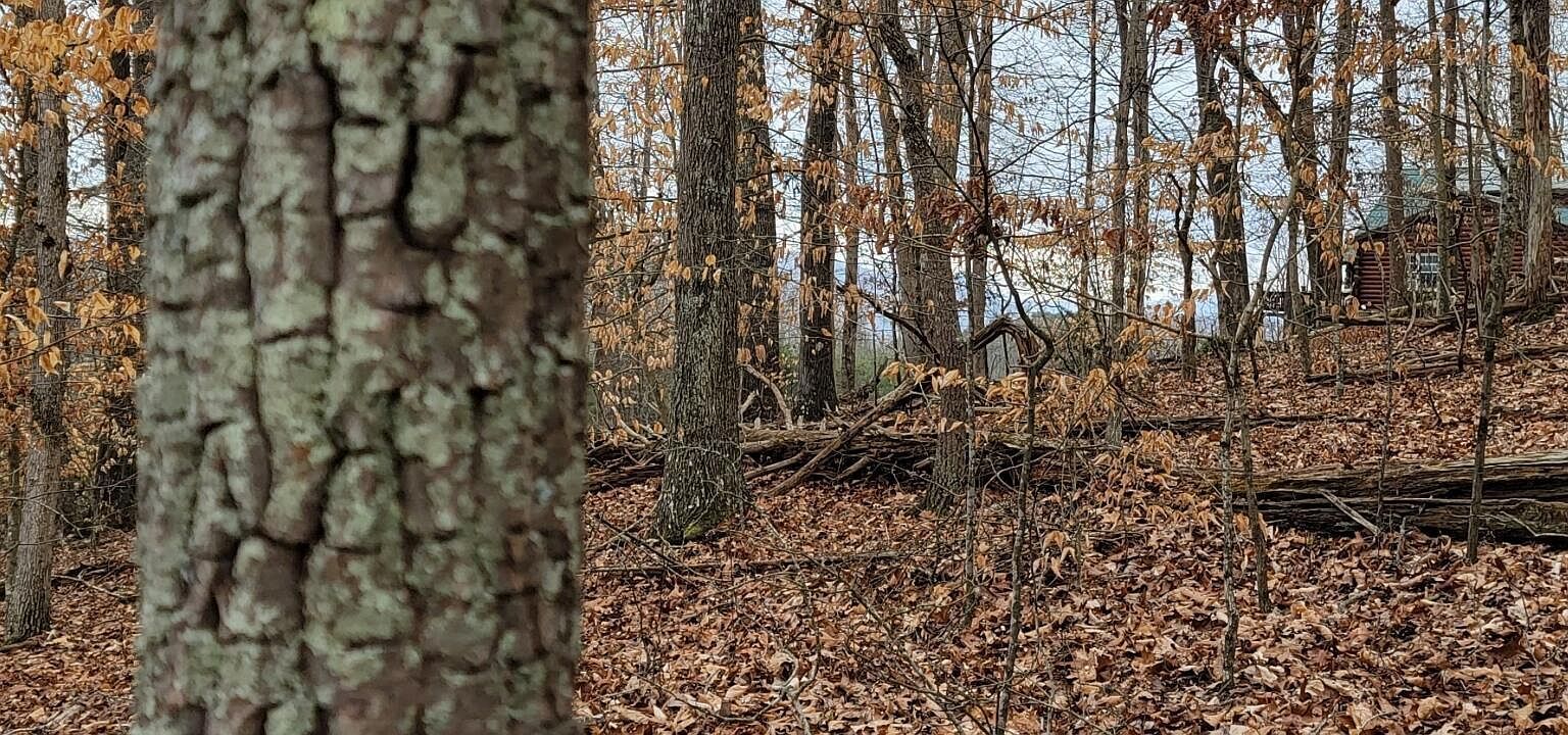 3278 Hillside Pl White Pine, TN 37890 - Thumbnail 4