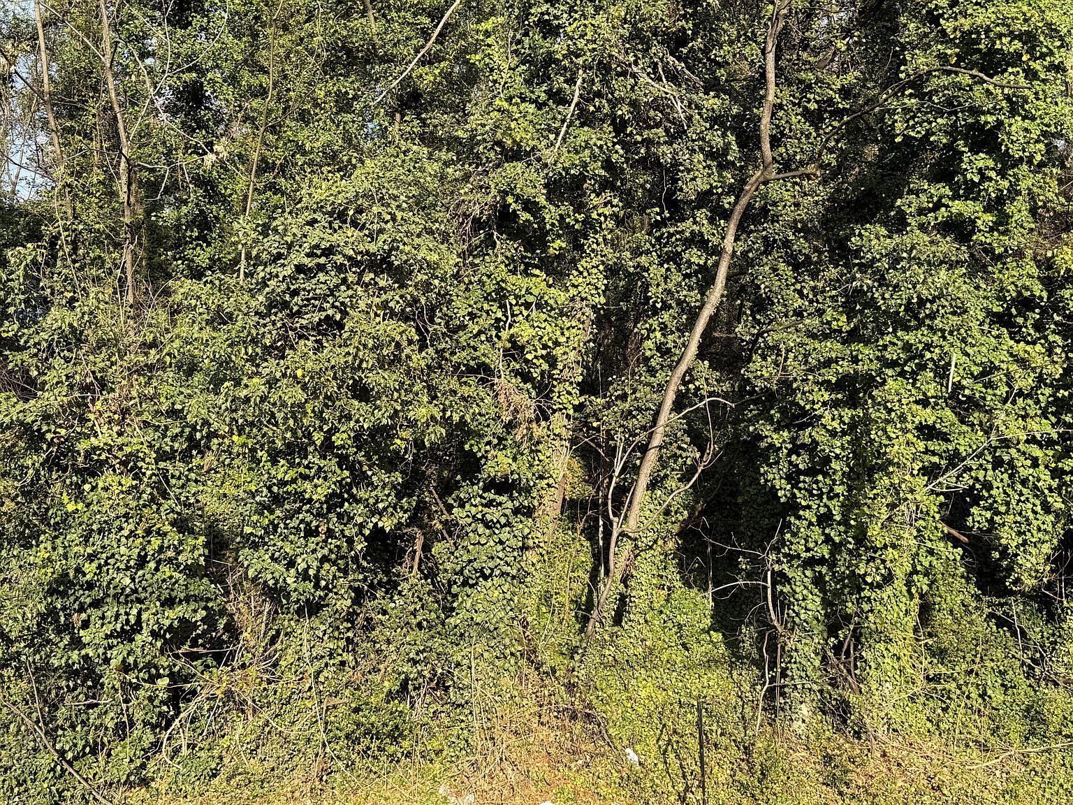 733 Moorman Ave NW LOT 9 Roanoke, VA 24016 - Thumbnail 4