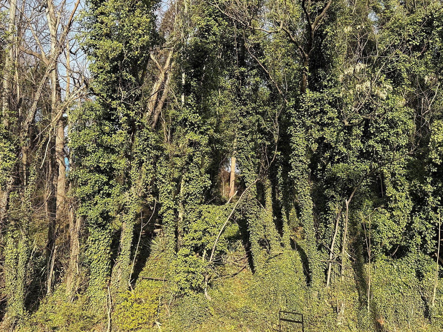 729 Moorman Ave NW Lot 10 Roanoke, VA 24016 - Thumbnail 4