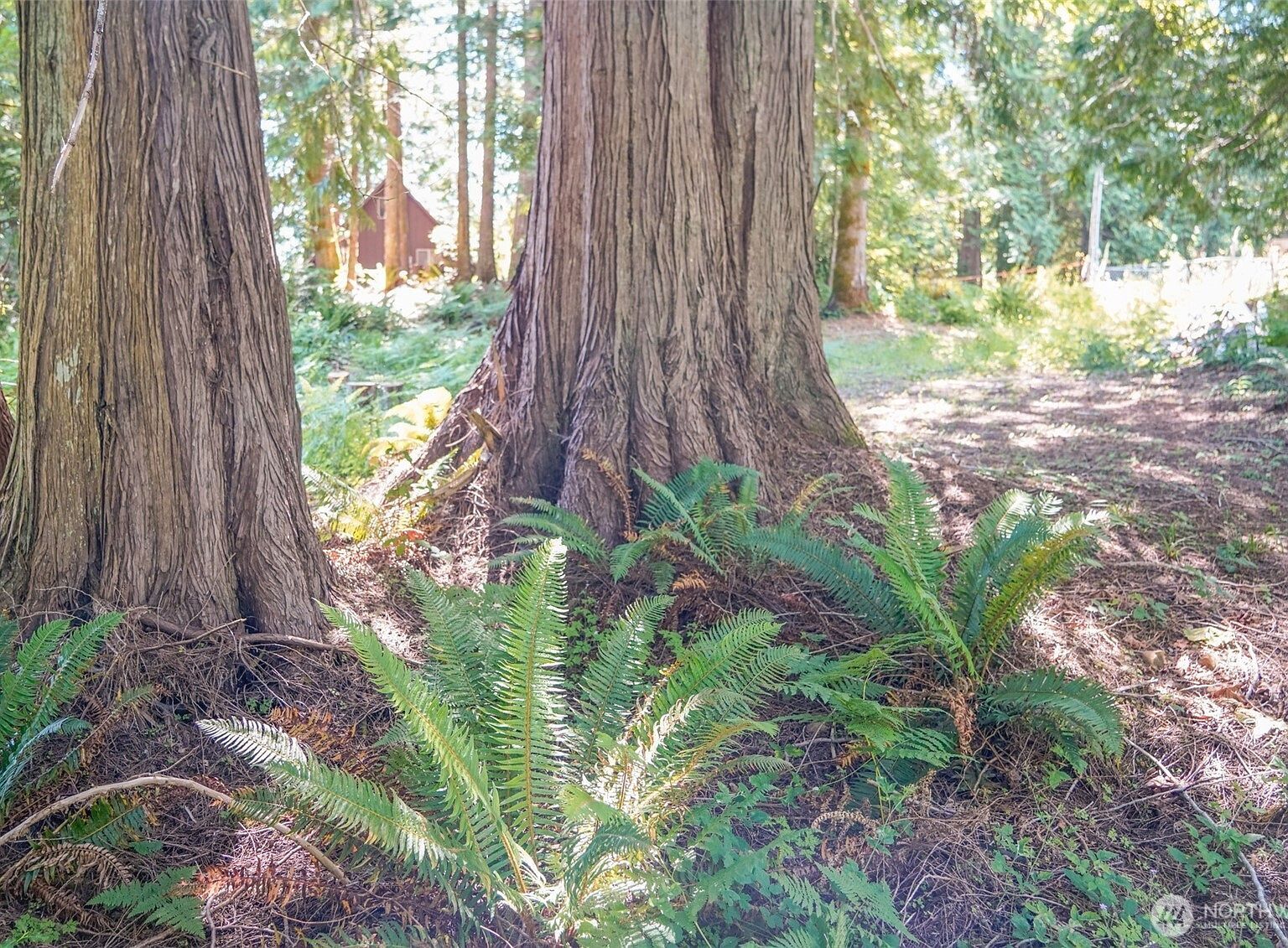 0 Maple Ave Brinnon, WA 98320 - Thumbnail 4