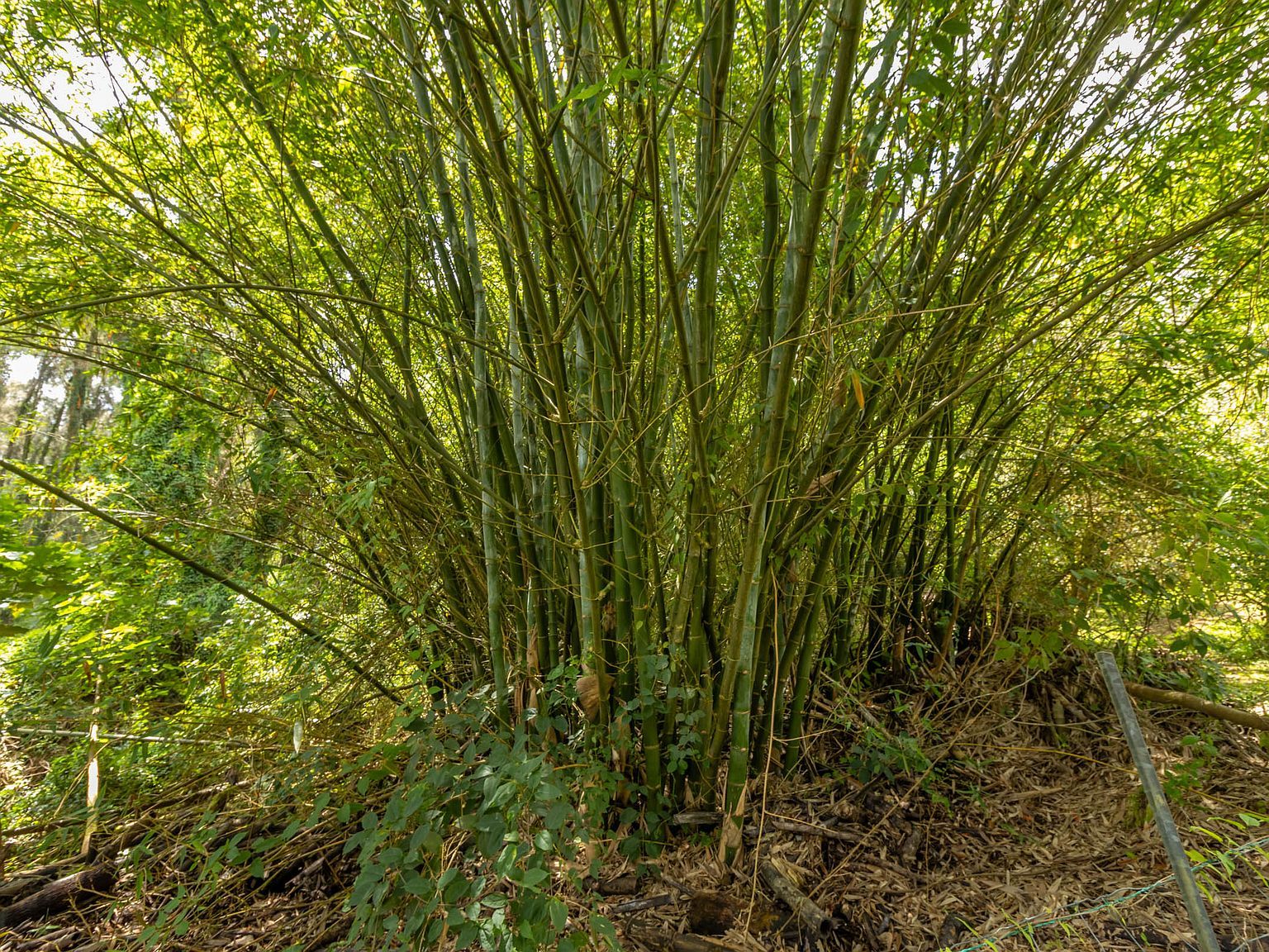 47-4630 Cane Haul #1 Honokaa, HI 96727 - Thumbnail 4