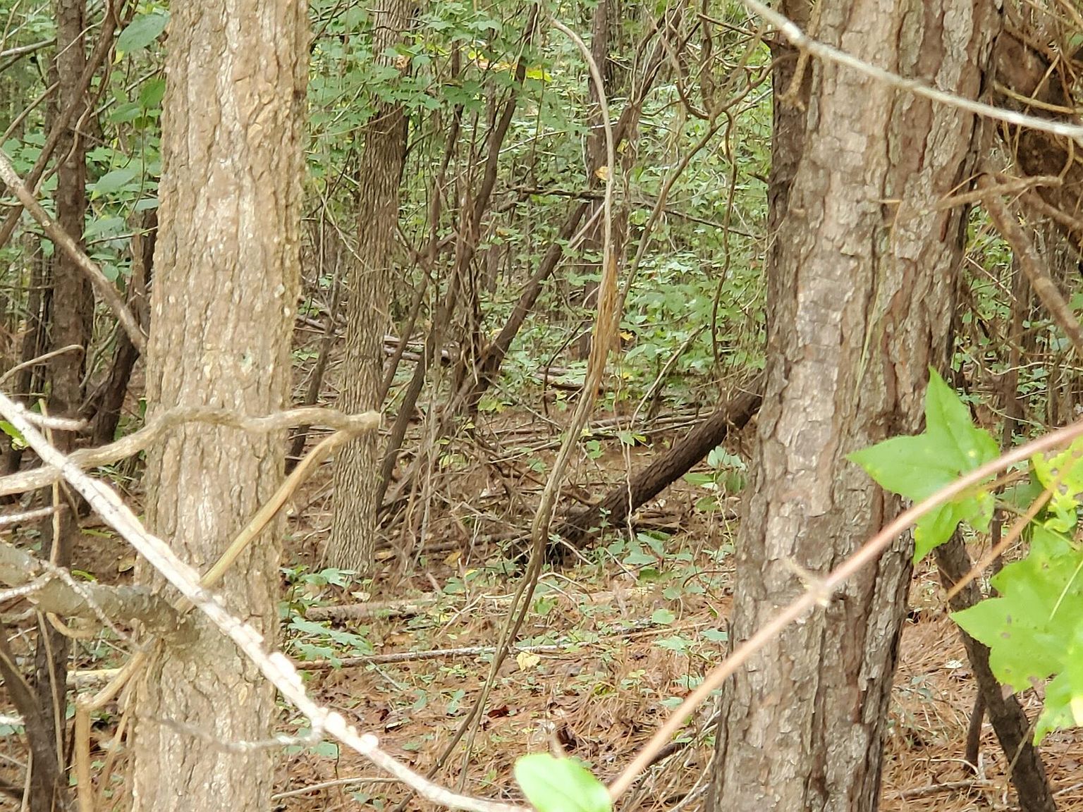774 Golfers Vw #606 Pittsboro, NC 27312 - Thumbnail 4