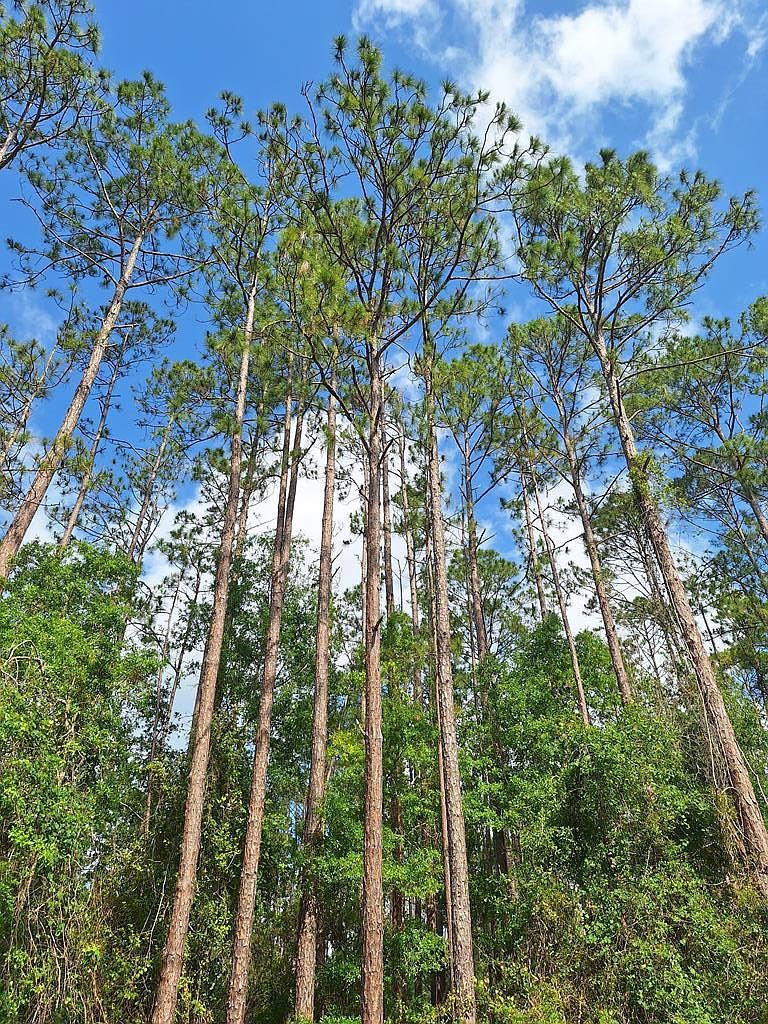 39 NE 512th St Old Town, FL 32680 - Thumbnail 4