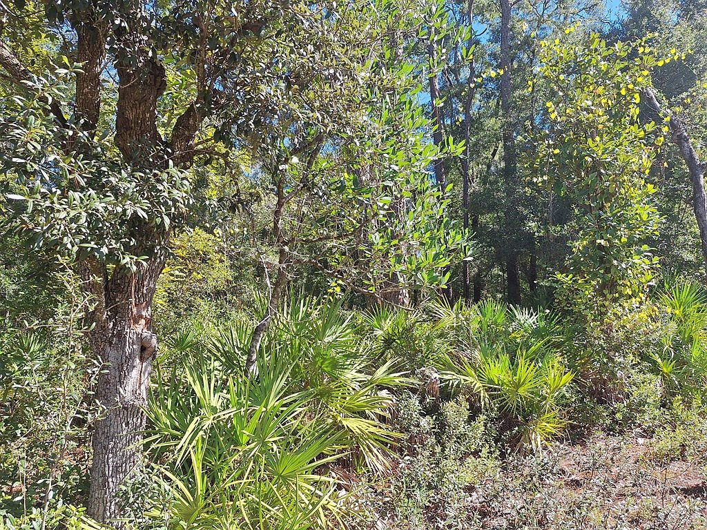 SW County Road 138 Fort White, FL 32038 - Thumbnail 4