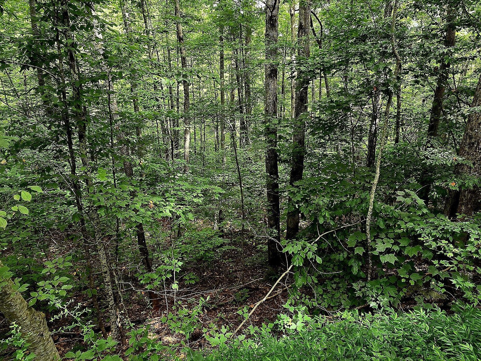 491 Chetola Trl Townsend, TN 37882 - Thumbnail 4