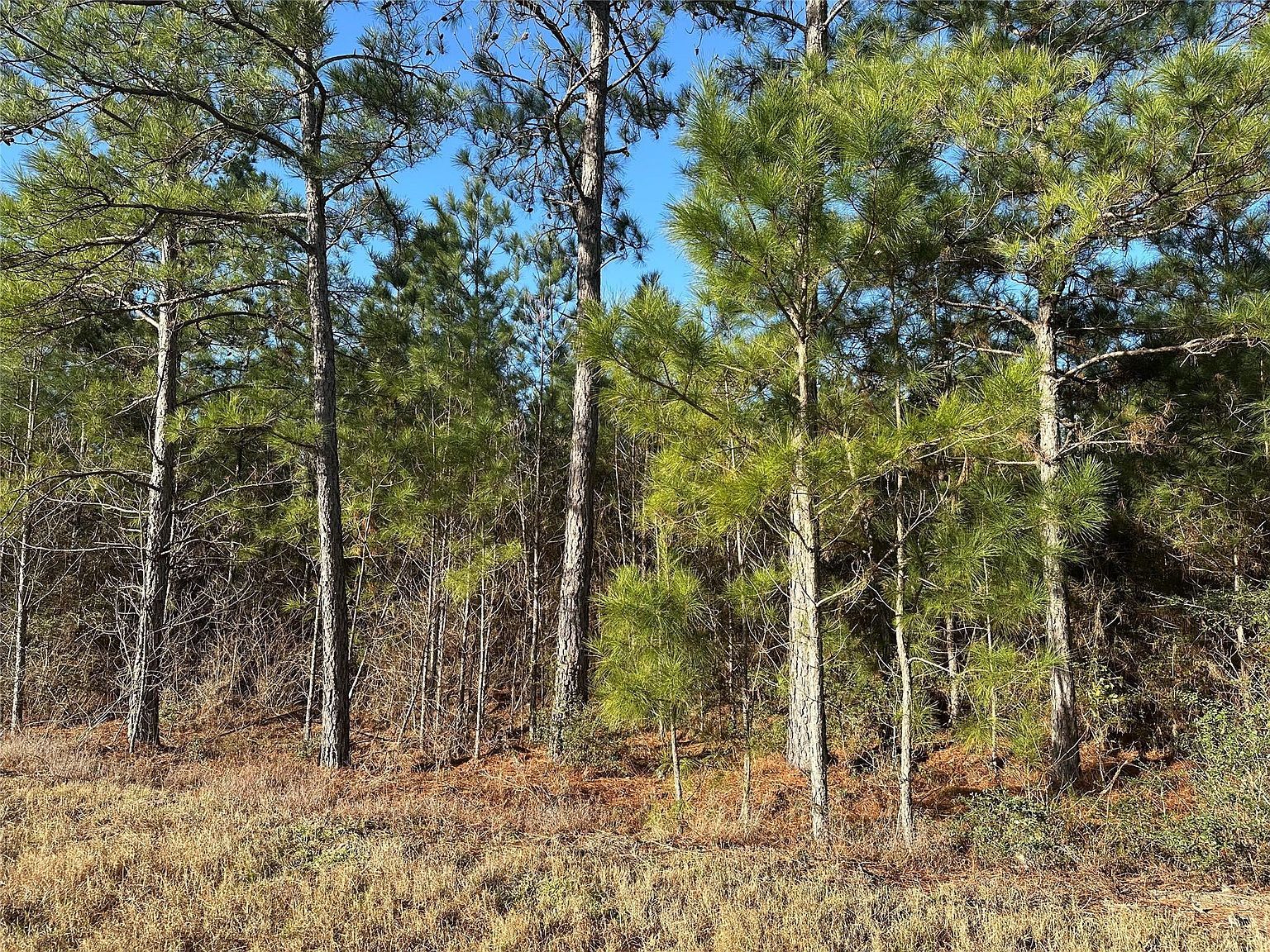 15749 Woodlife Rd Willis, TX 77378 - Thumbnail 4