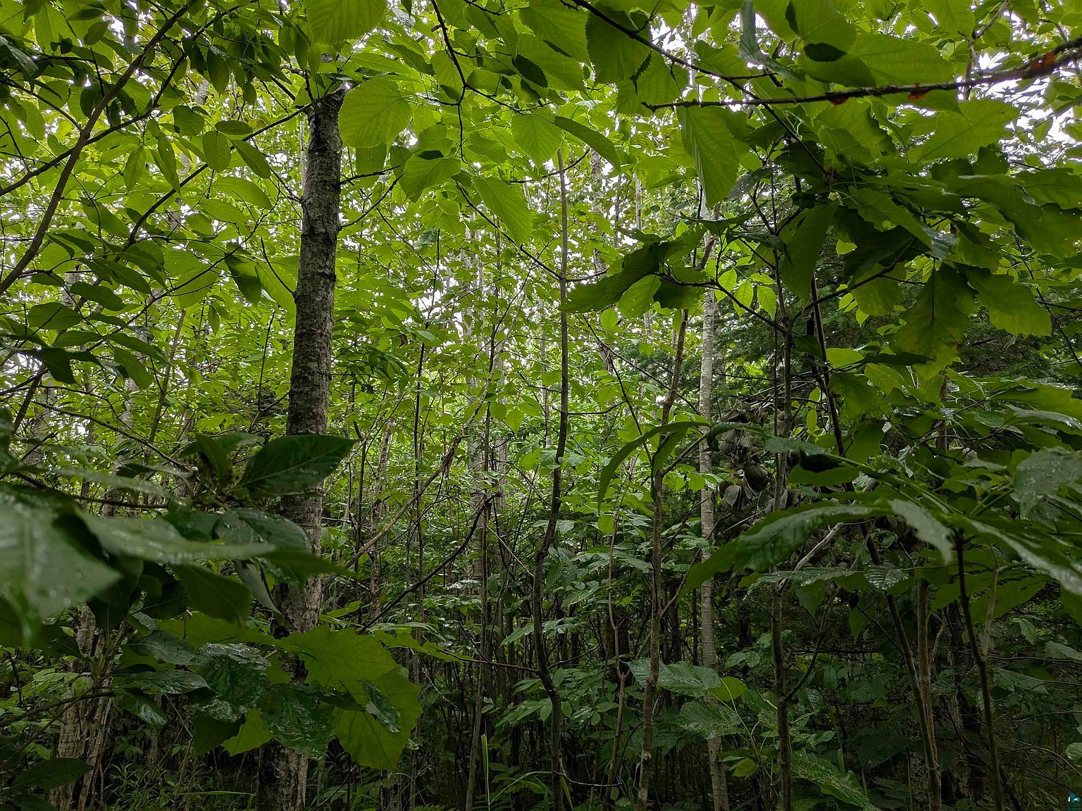 S County Line Rd Brule, WI 54820 - Thumbnail 4