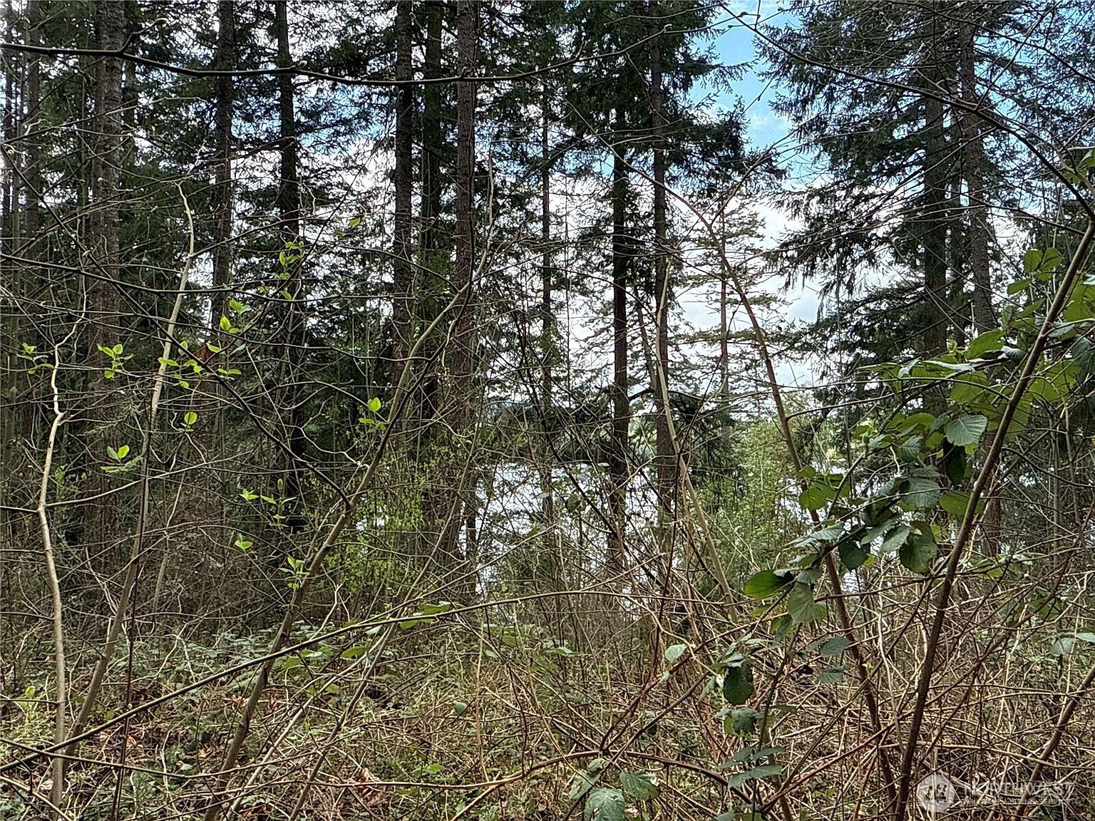 18243 Suncrest Ct SE Yelm, WA 98597 - Thumbnail 4