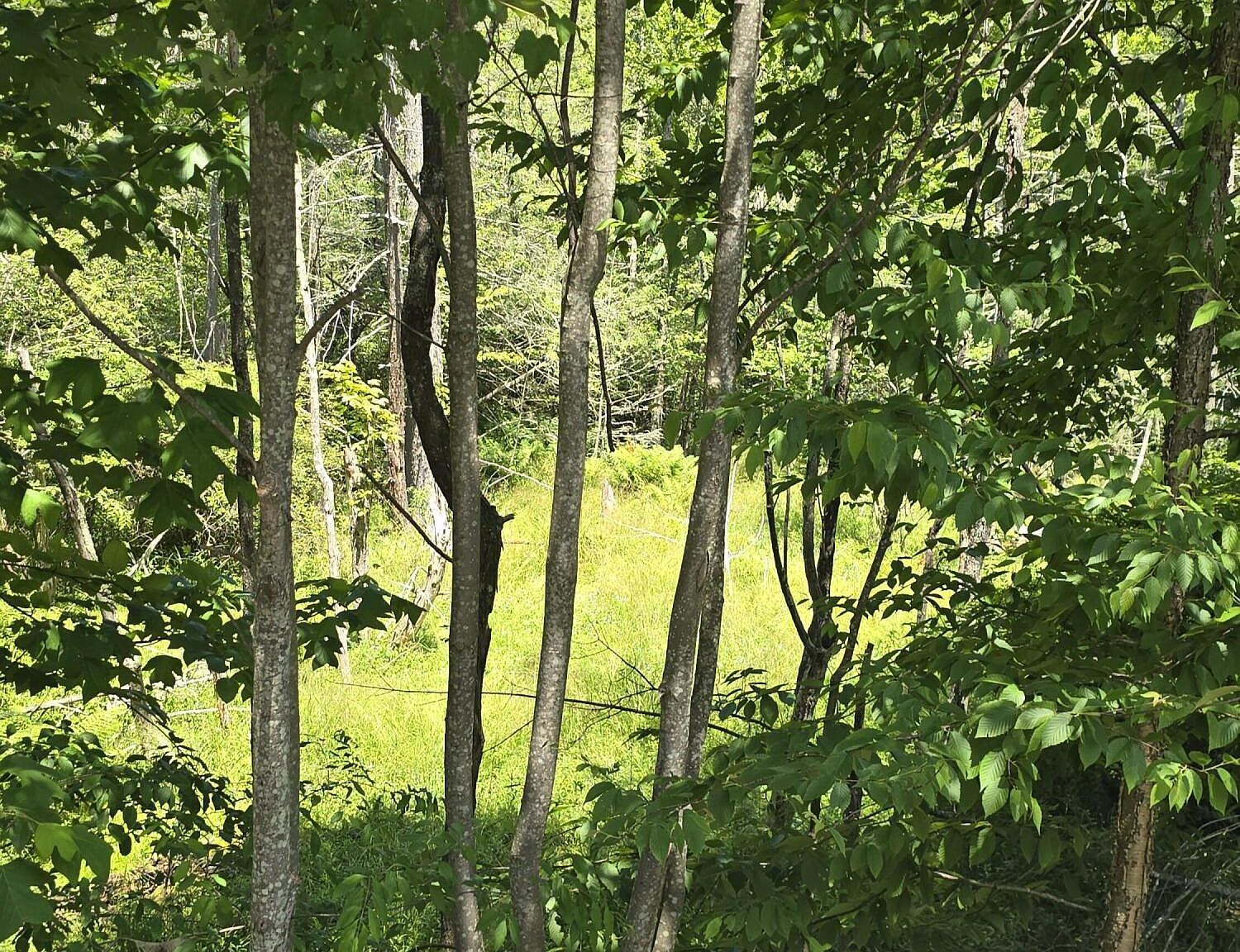 2nd St Harveys Lake, PA 18618 - Thumbnail 4