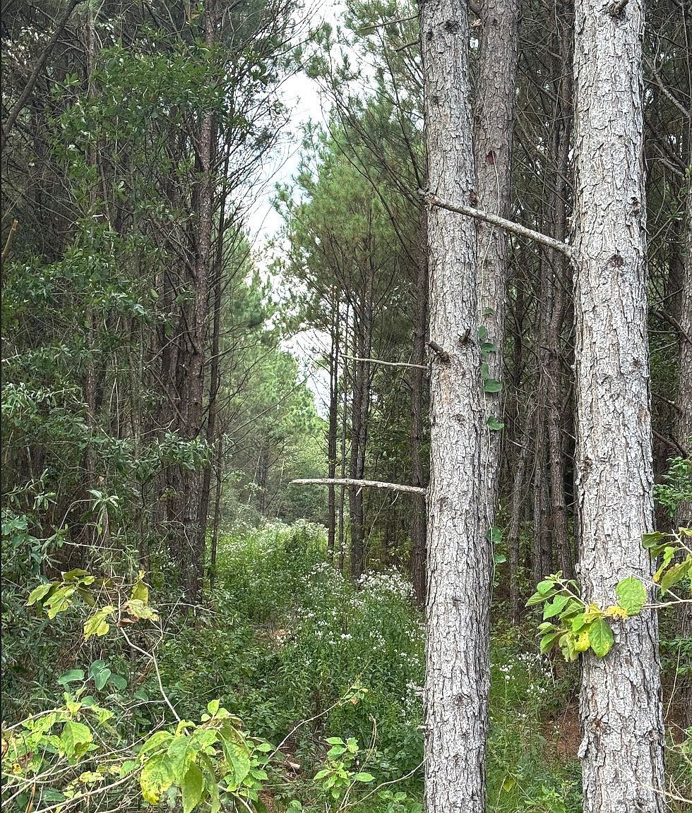 County Road 1582 Avinger, TX 75630 - Thumbnail 4