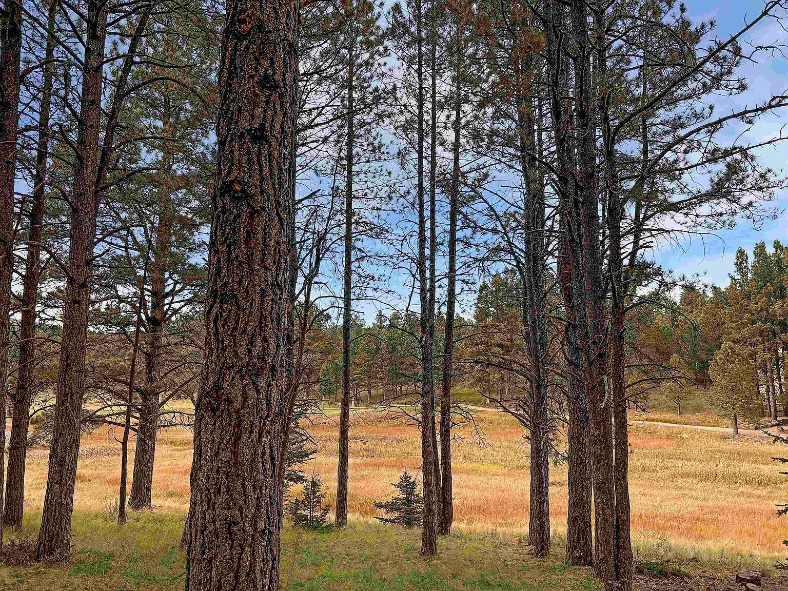 LOT 1133 Spyglass Hill Rd Angel Fire, NM 87710 - Thumbnail 4