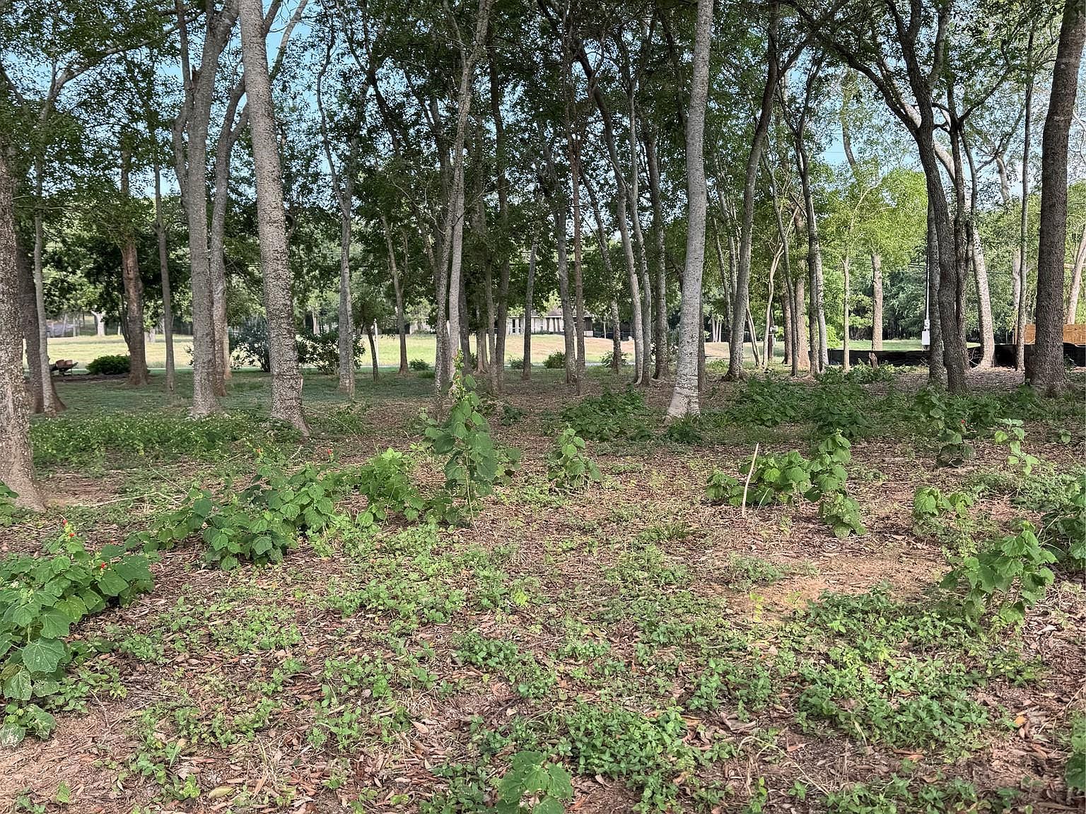 736 E Riverside Dr Bastrop, TX 78602 - Thumbnail 4