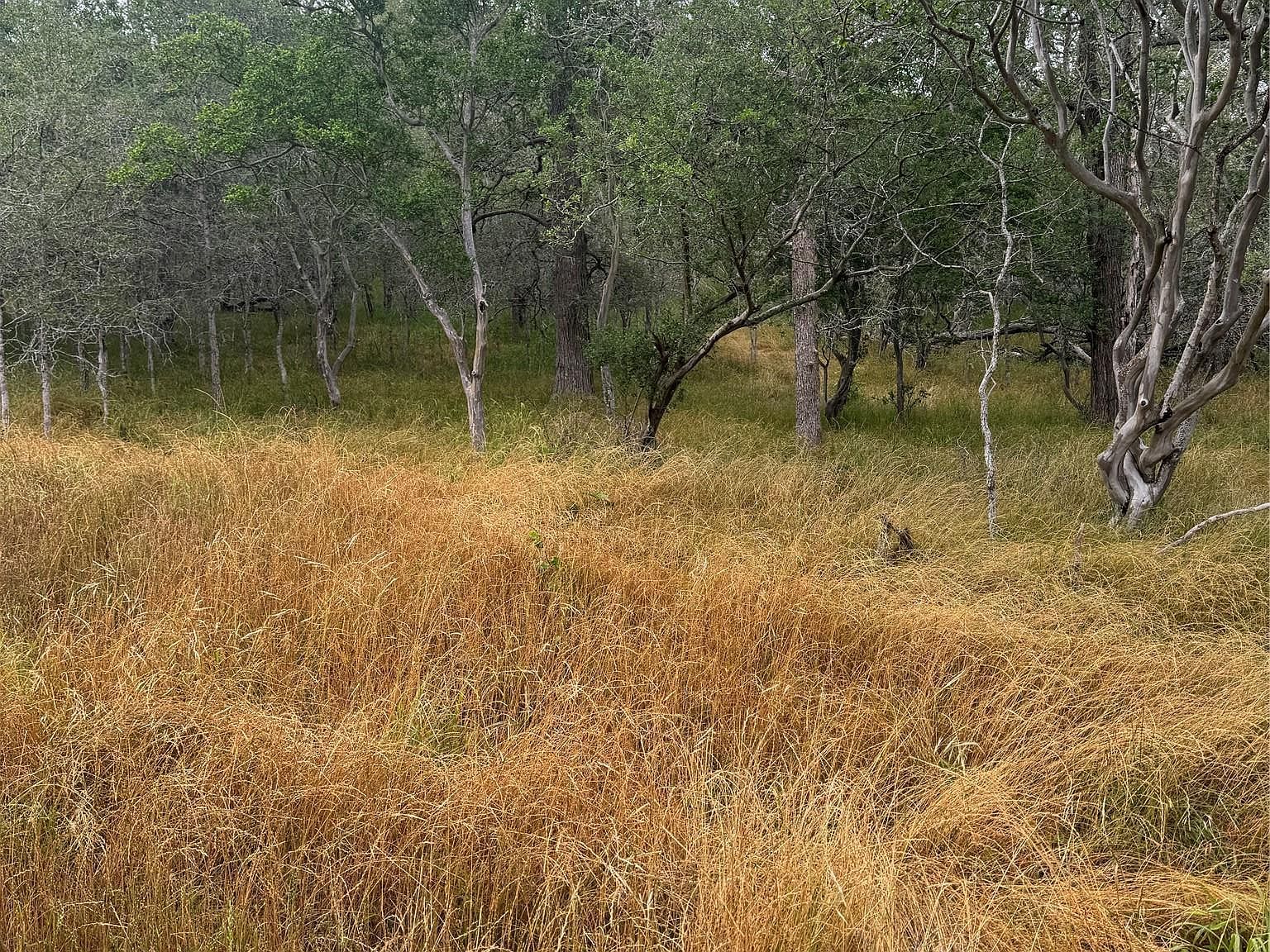 107 Hauula Ct Bastrop, TX 78602 - Thumbnail 4