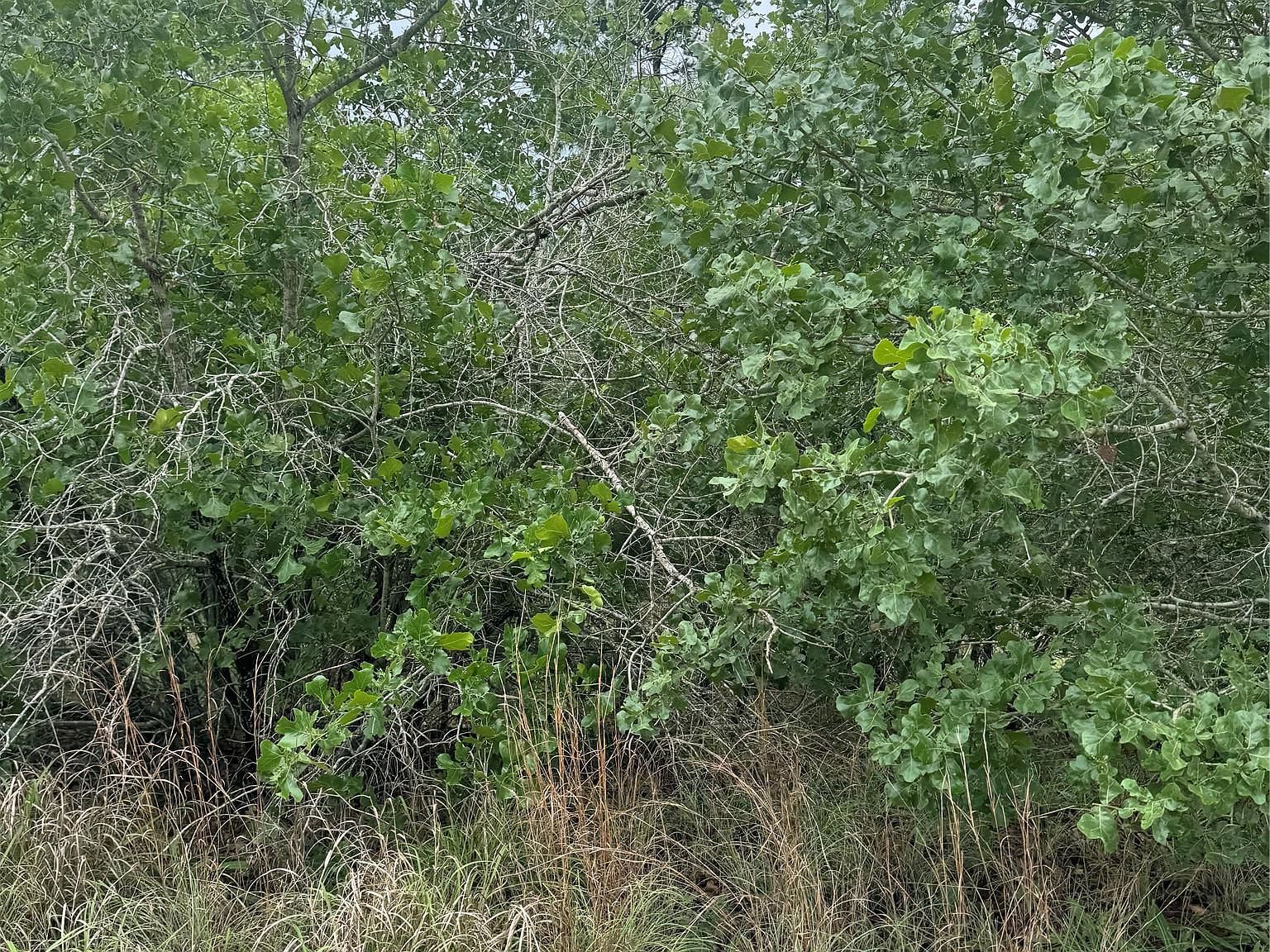 LOT 1613 Kaanapali Ln Bastrop, TX 78602 - Thumbnail 4