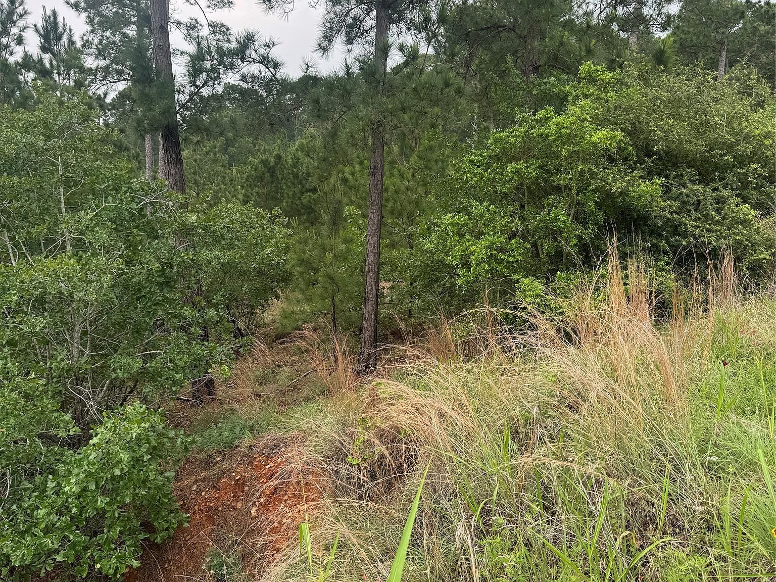 Lots 1612 1613 1614 Kaanapali Ln Bastrop, TX 78602 - Thumbnail 4