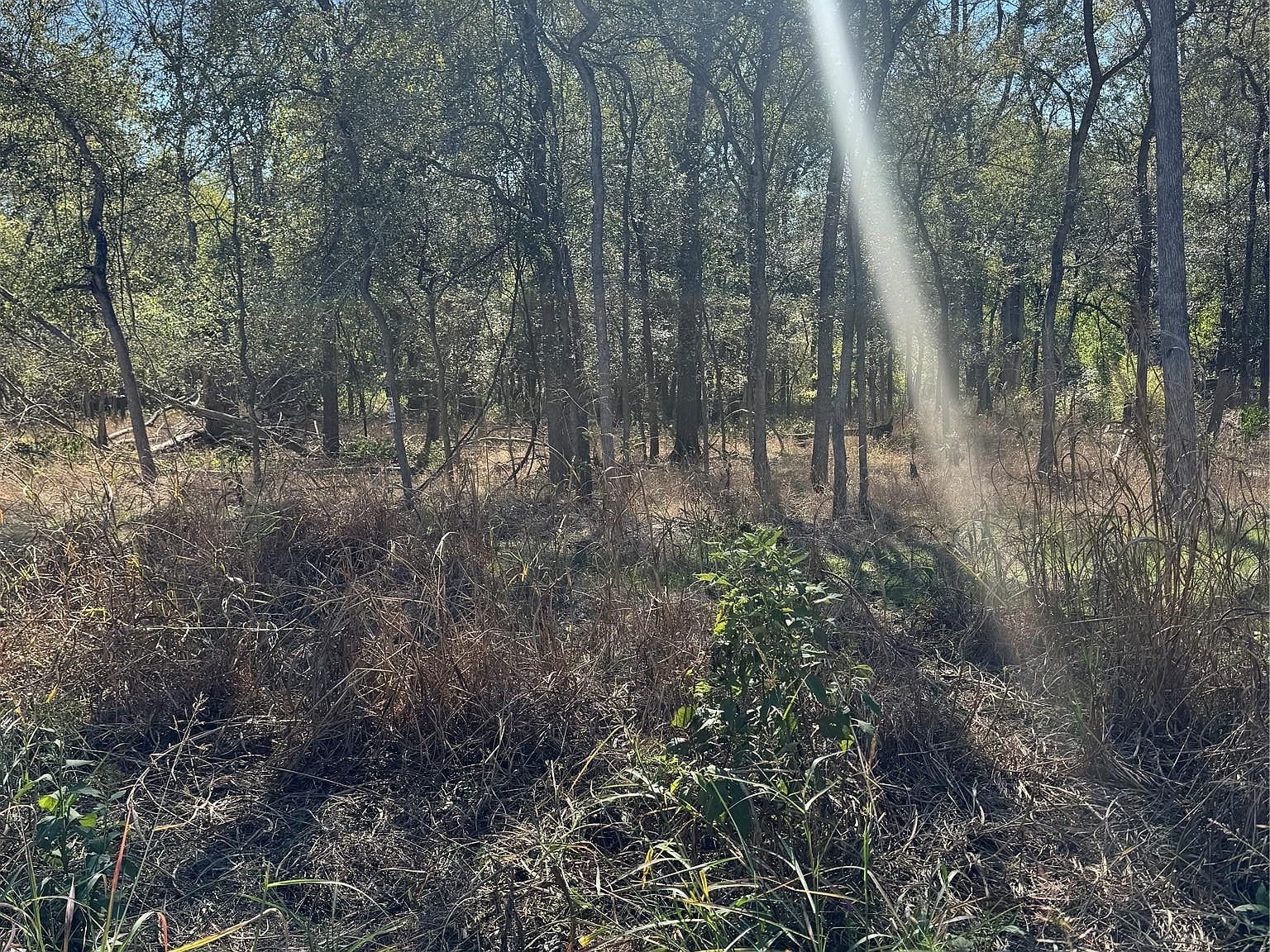 221 Kahana Ln Bastrop, TX 78602 - Thumbnail 4