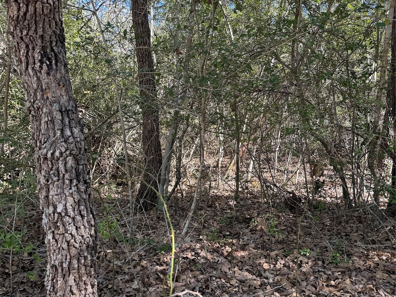 195 Kaelepulu Dr Bastrop, TX 78602 - Thumbnail 4