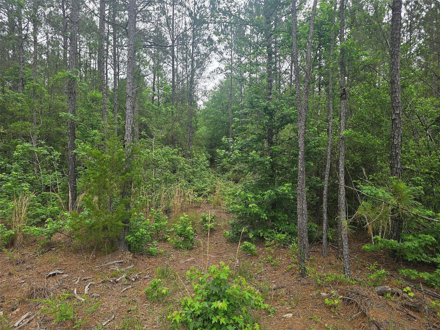 15386 Red Hawk Rd Lot 21 Willis, TX 77378 - Thumbnail 4