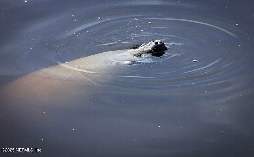 5590 La Moya Ave Jacksonville, FL 32210 - Thumbnail 4