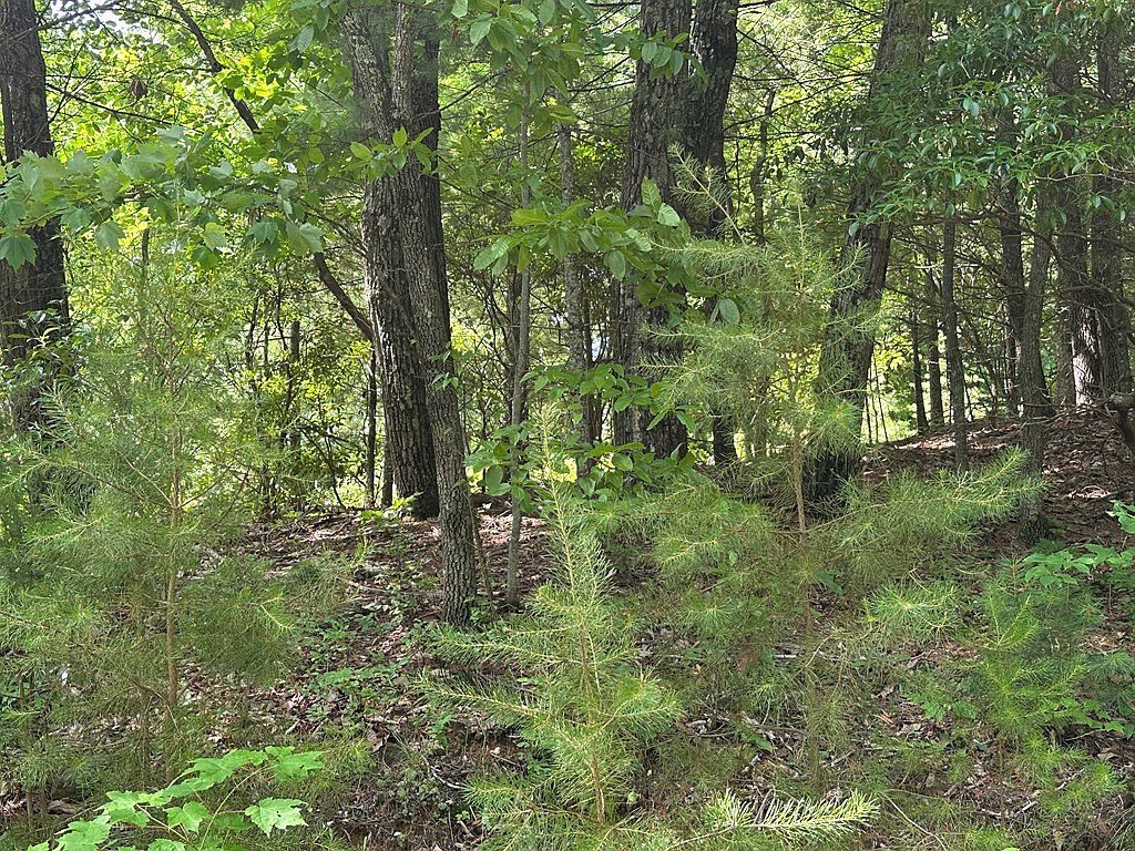 Lot 31 Peak Trail LOT 31 Murphy, NC 28906 - Thumbnail 4
