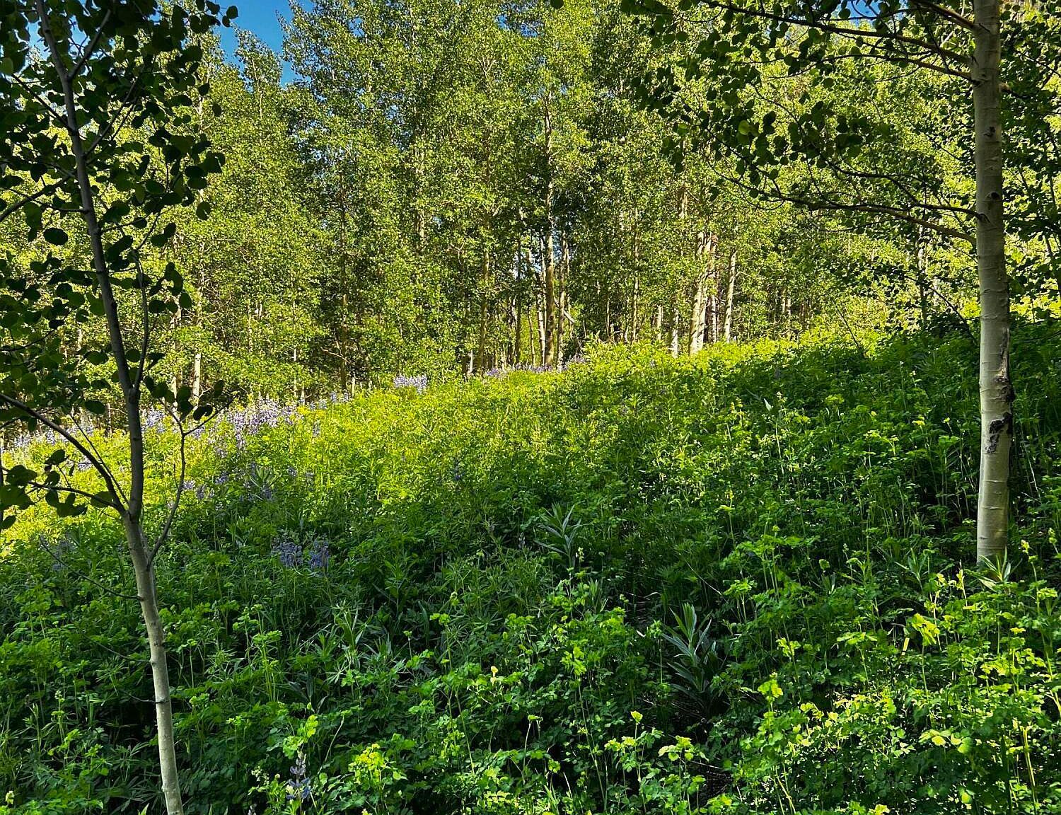 2601 Midnight Mine Rd Aspen, CO 81611 - Thumbnail 4