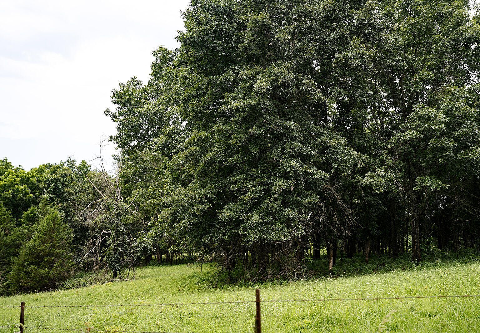 0 County Road 443 Cross Timbers, MO 65634 - Thumbnail 4