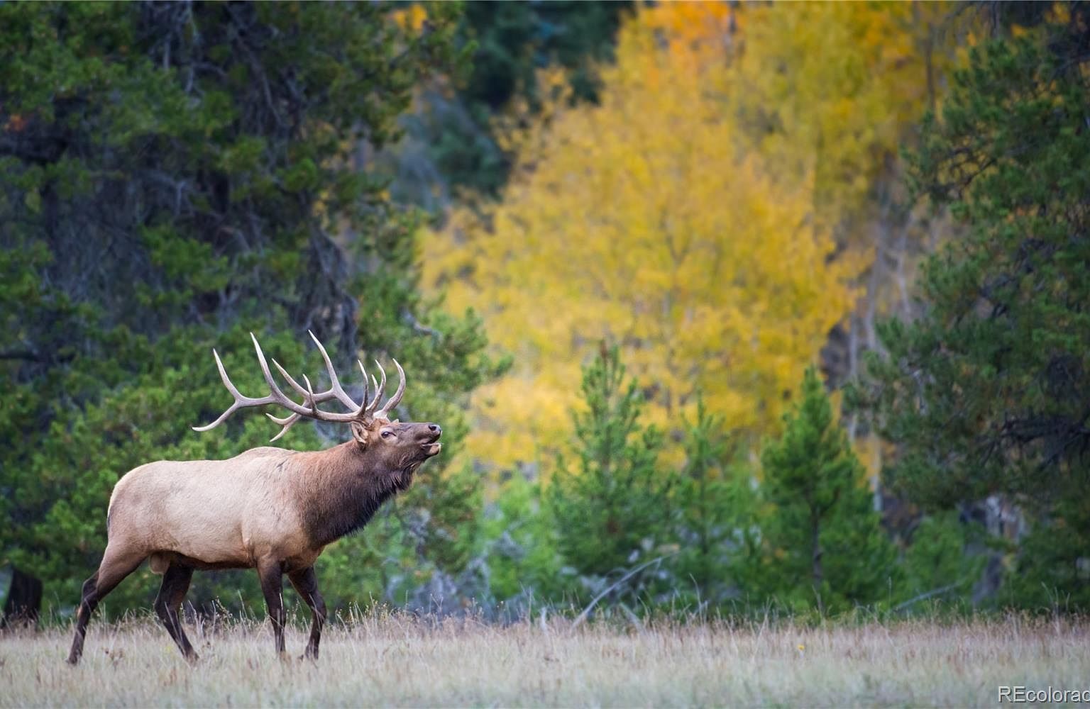 600 Virginia Ave LOT 6 Leadville, CO 80461 - Thumbnail 4