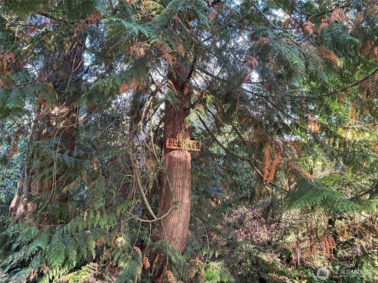 17745 SE Vine Ln Yelm, WA 98597 - Thumbnail 4