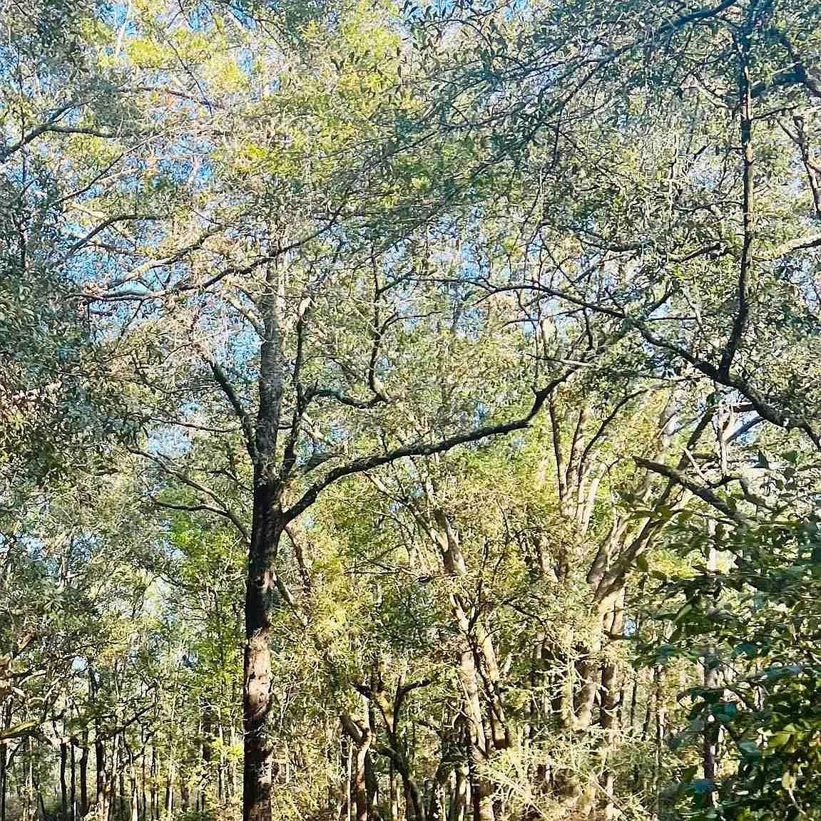 9499 Cornfield Way Milton, FL 32583 - Thumbnail 4