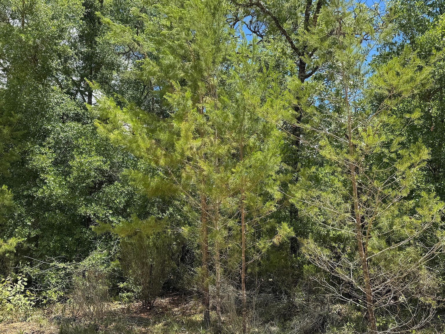 0 Cardinal St Interlachen, FL 32148 - Thumbnail 4