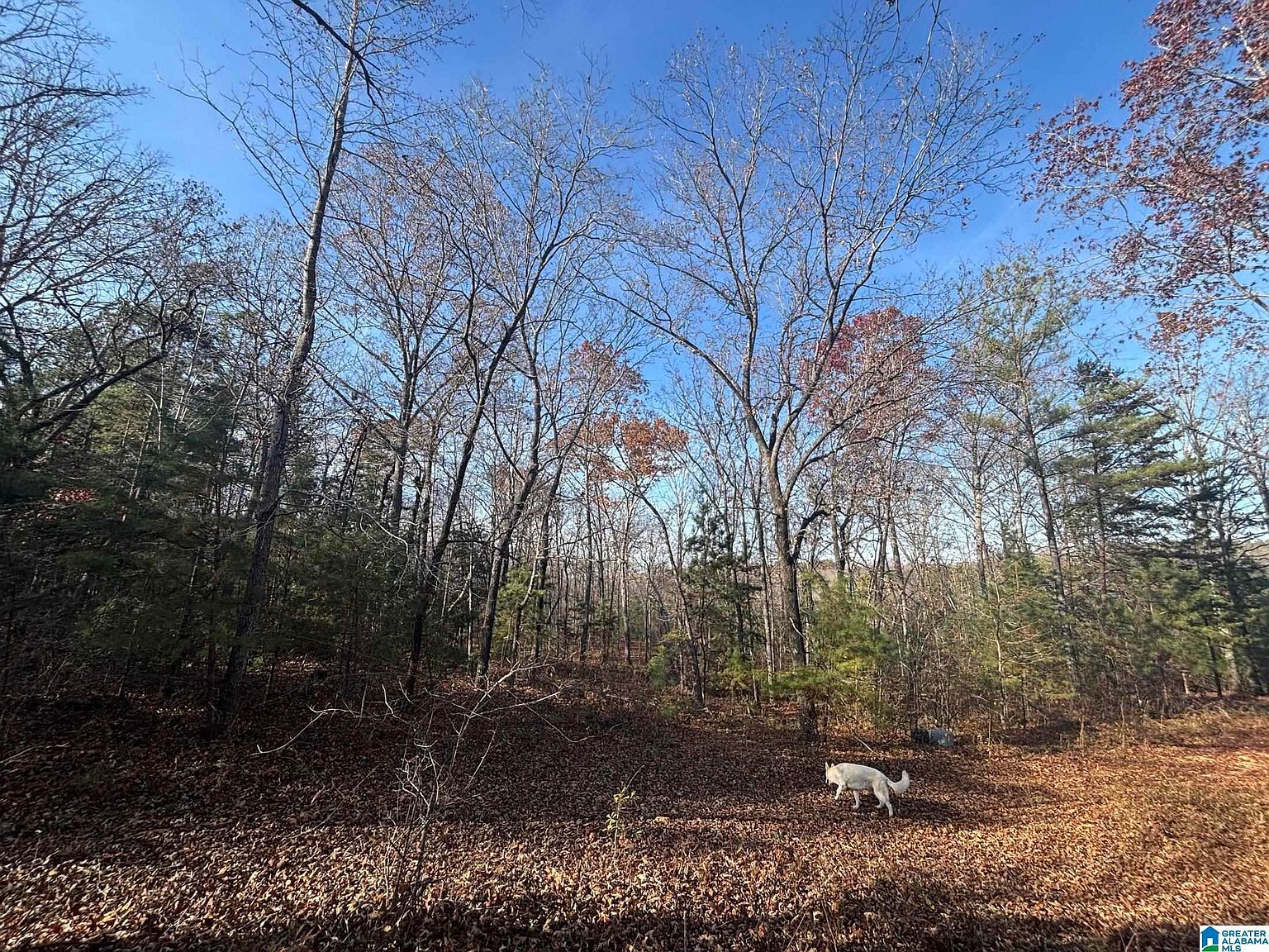 0 Smith Ln #0 Talladega, AL 35160 - Thumbnail 4