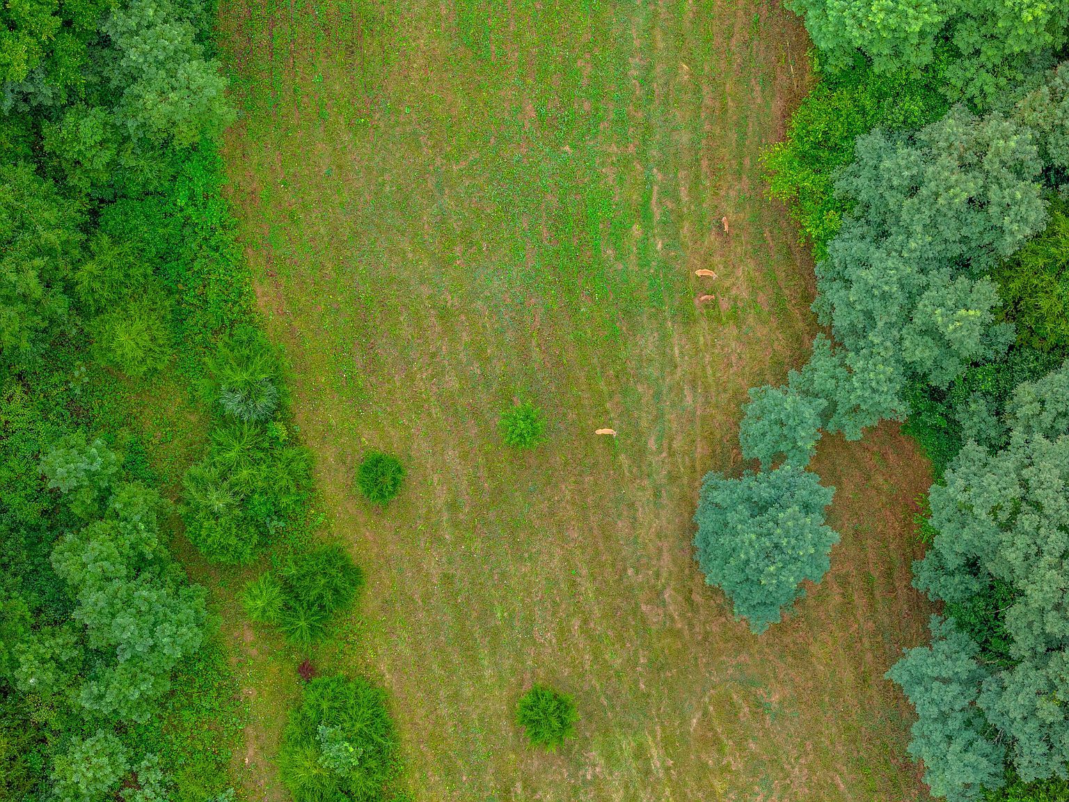 101 Sabin Dr Georgetown, KY 40324 - Thumbnail 4