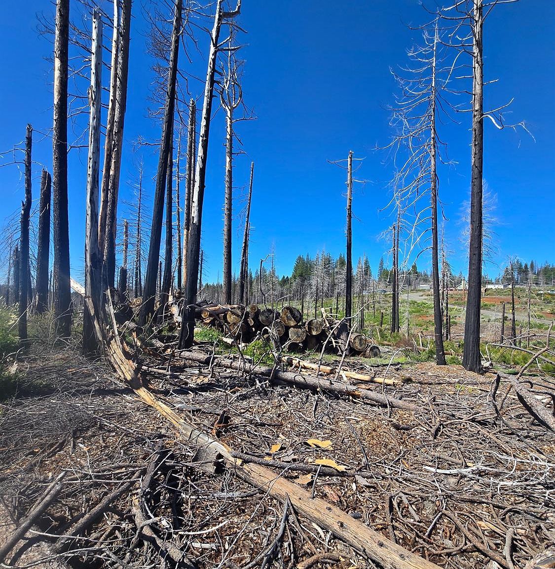 Golden Aspen Dr Grizzly Flats, CA 95636 - Thumbnail 4
