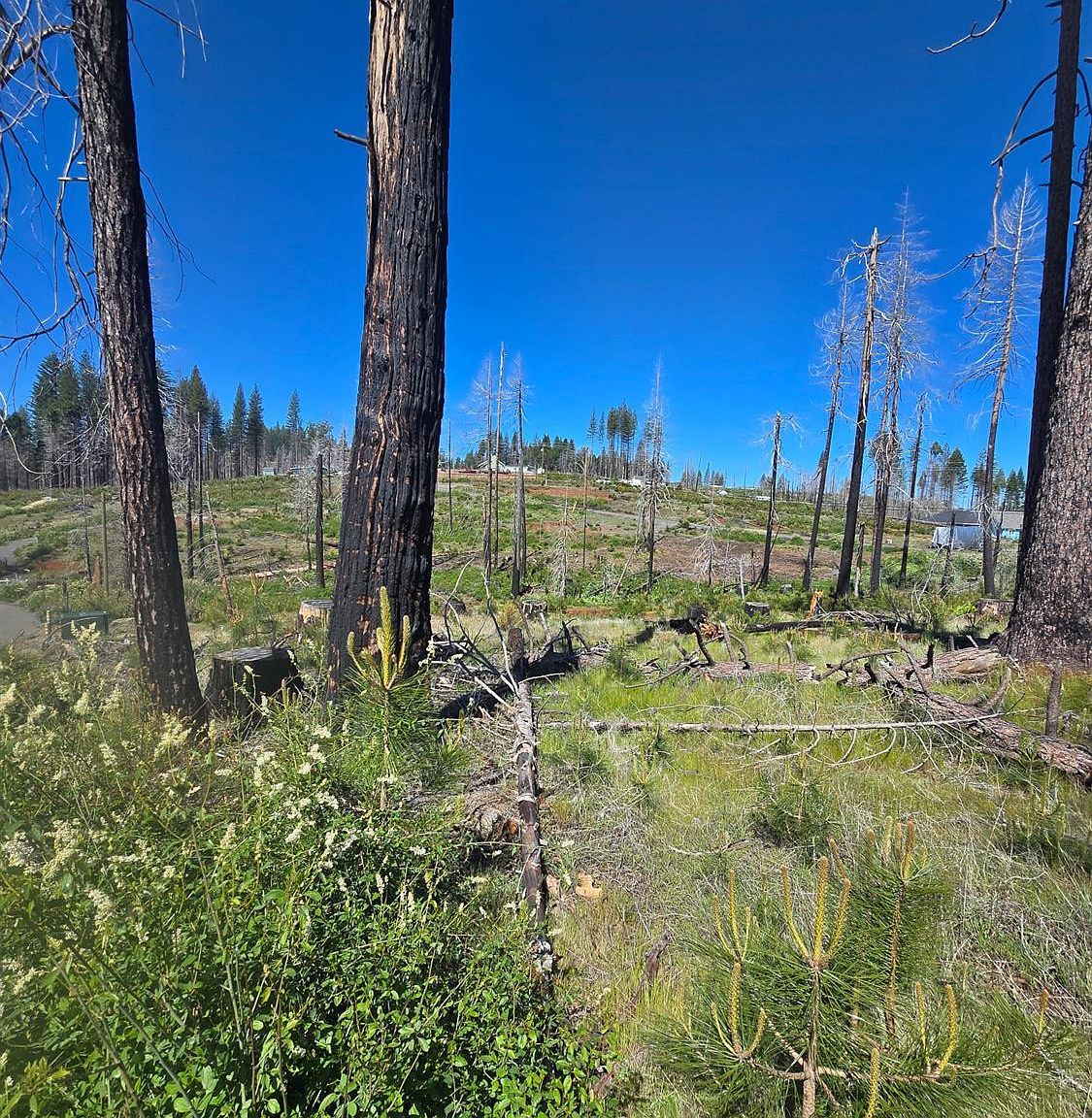 Golden Aspen Grizzly Flats, CA 95636 - Thumbnail 4