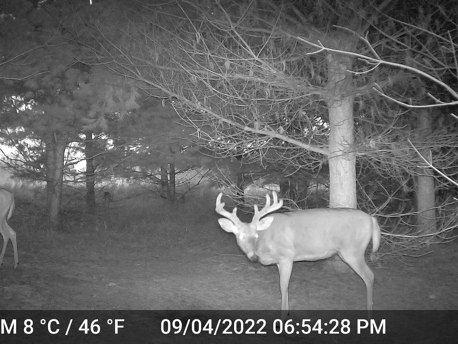 3626 90th Ave Evart, MI 49631 - Thumbnail 4