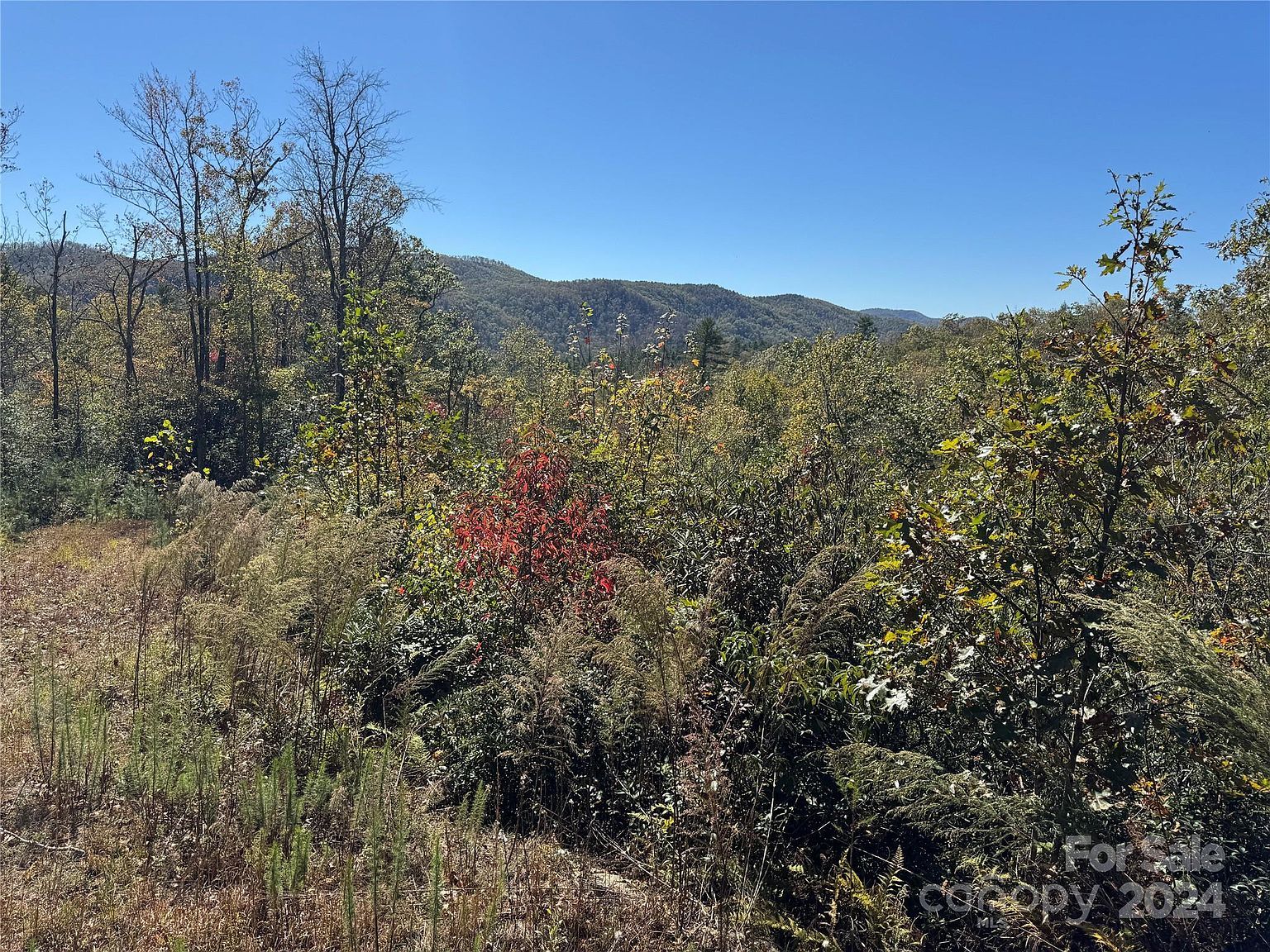 667 Laurel Thicket Brevard, NC 28712 - Thumbnail 4