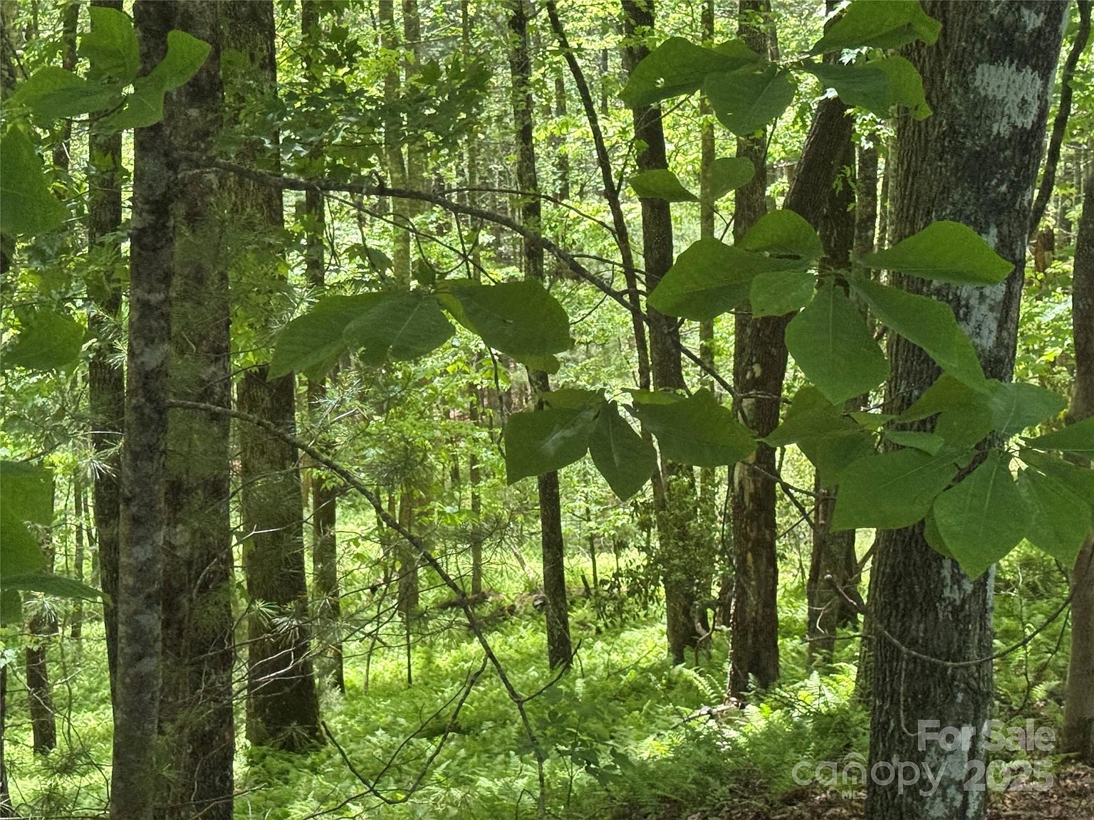 9999 Sassafras Ln #4 Cedar Mountain, NC 28718 - Thumbnail 4