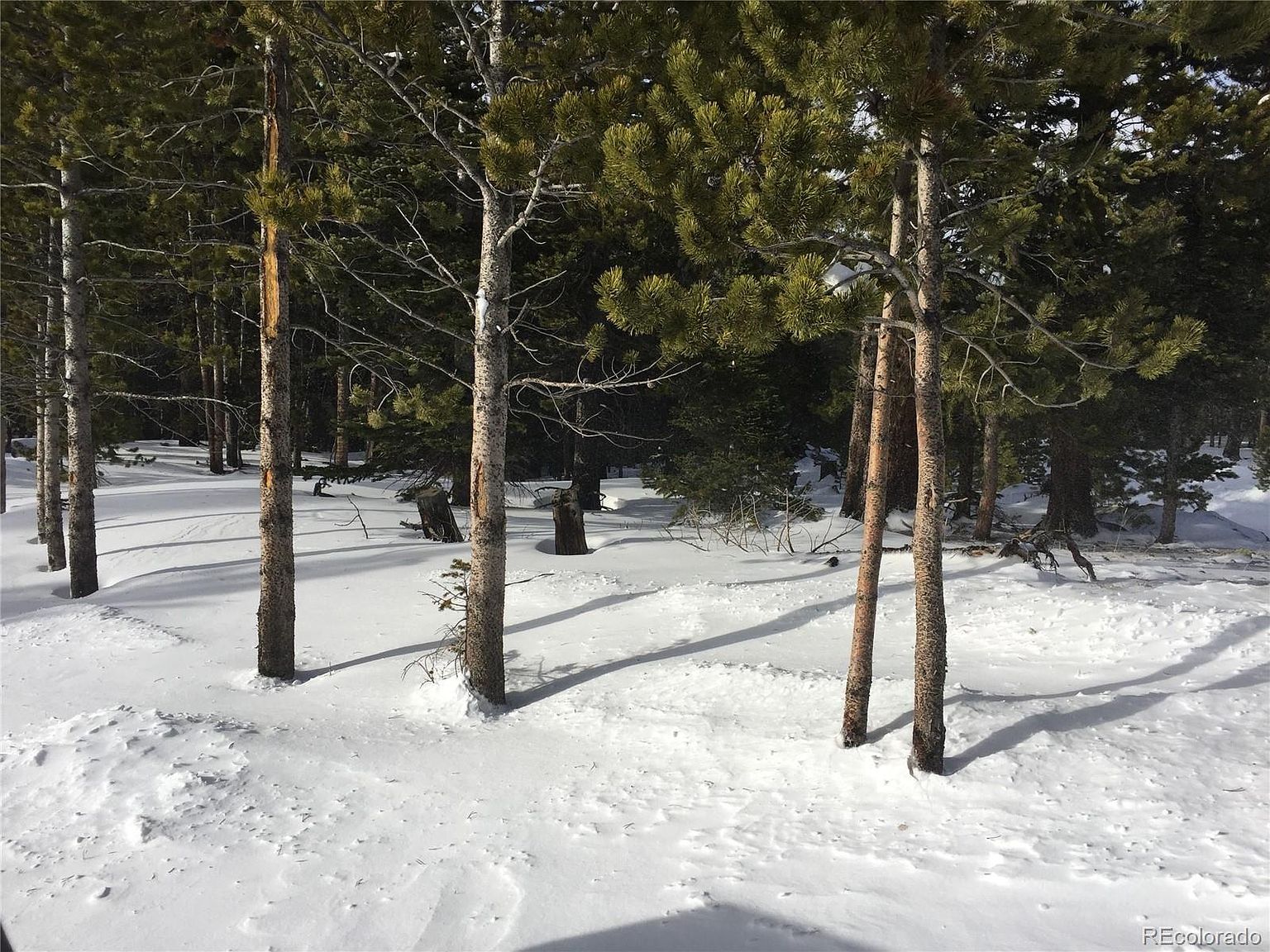 1090 Alice Rd Idaho Springs, CO 80452 - Thumbnail 4