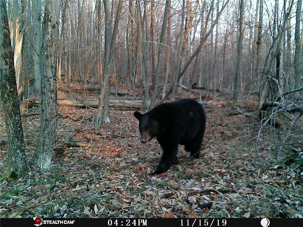 Peakville Rd #15 East Branch, NY 13756 - Thumbnail 4
