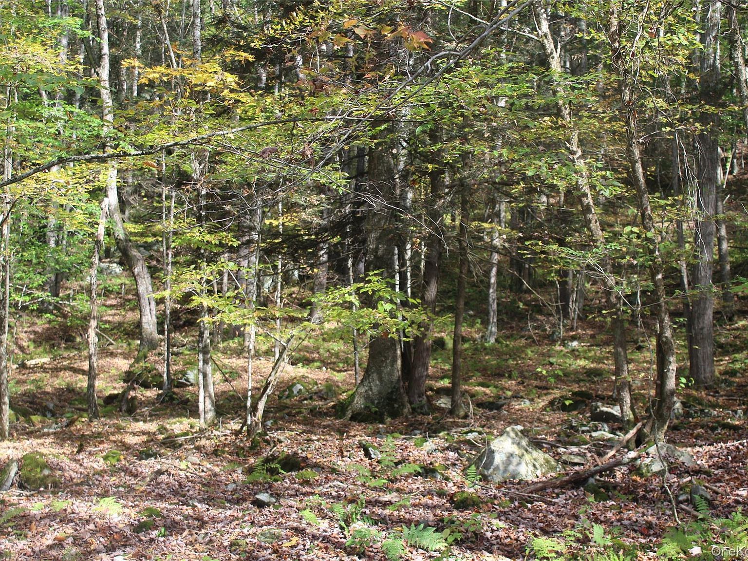 Peakville Rd East Branch, NY 13756 - Thumbnail 4