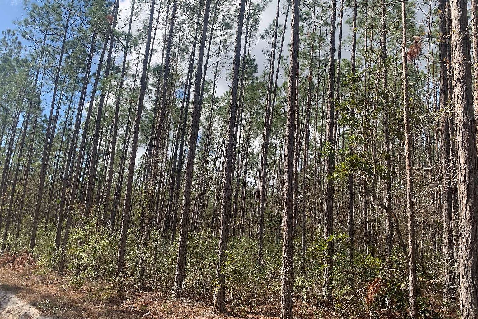 Tdb Northeast Dr #25 Jasper, FL 32052 - Thumbnail 4