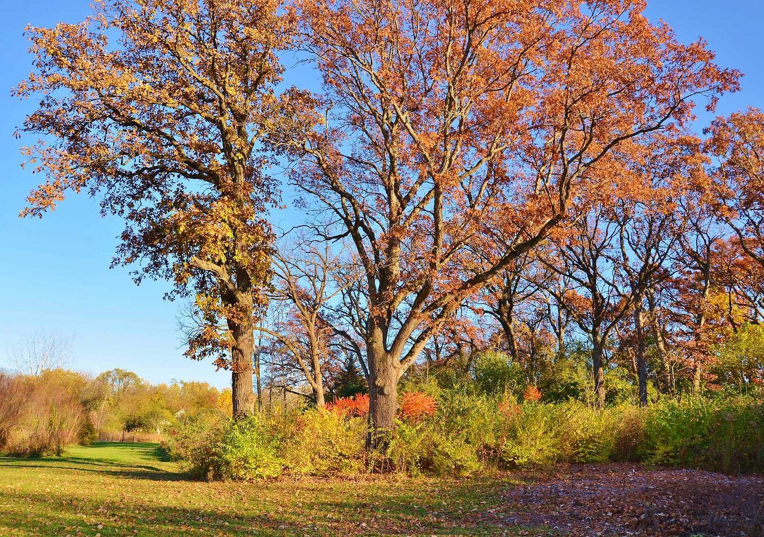 840 Arbor Ave West Chicago, IL 60185 - Thumbnail 4