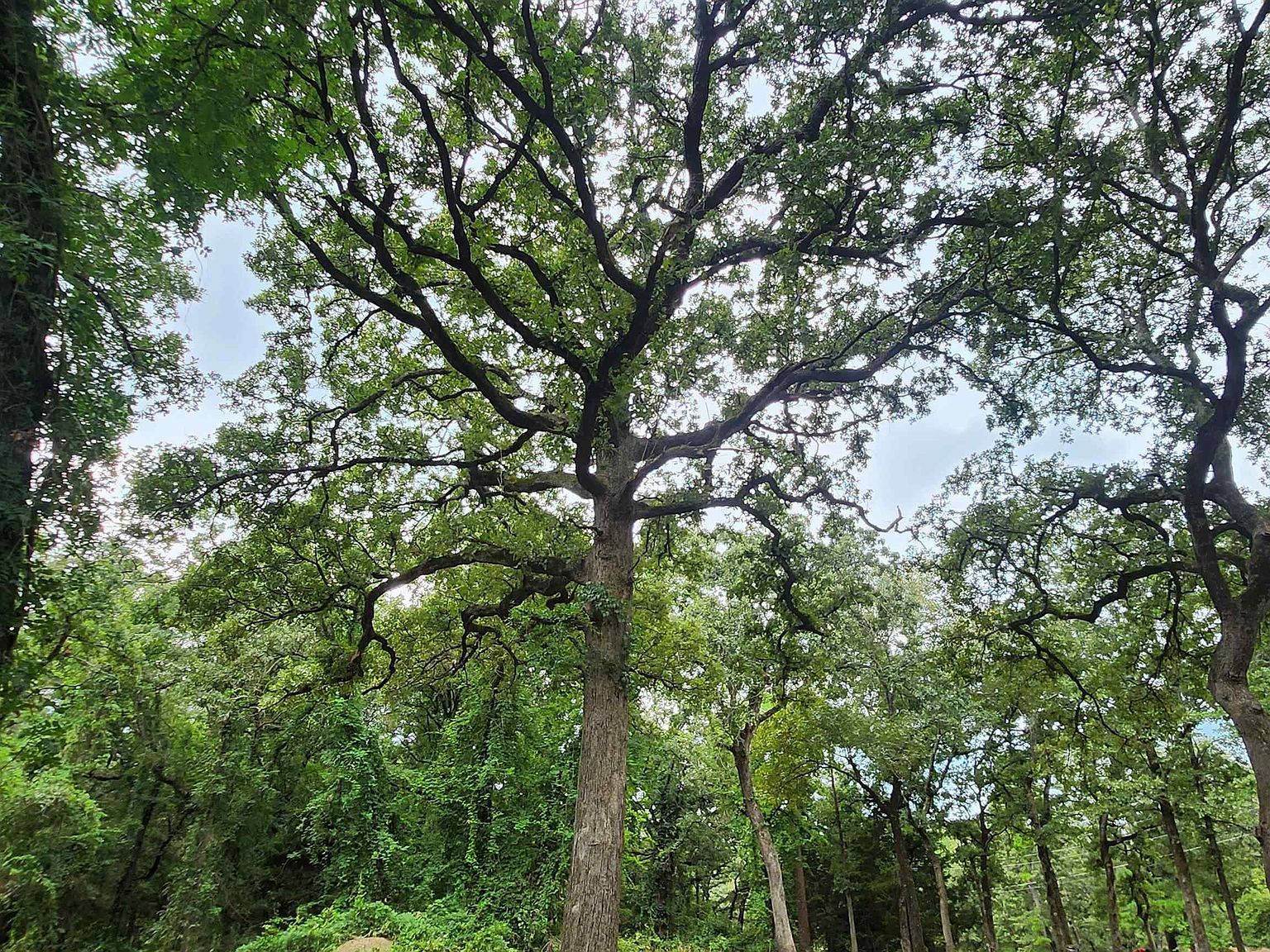 Lots 4 5 6 Holly Gln Murchison, TX 75778 - Thumbnail 4