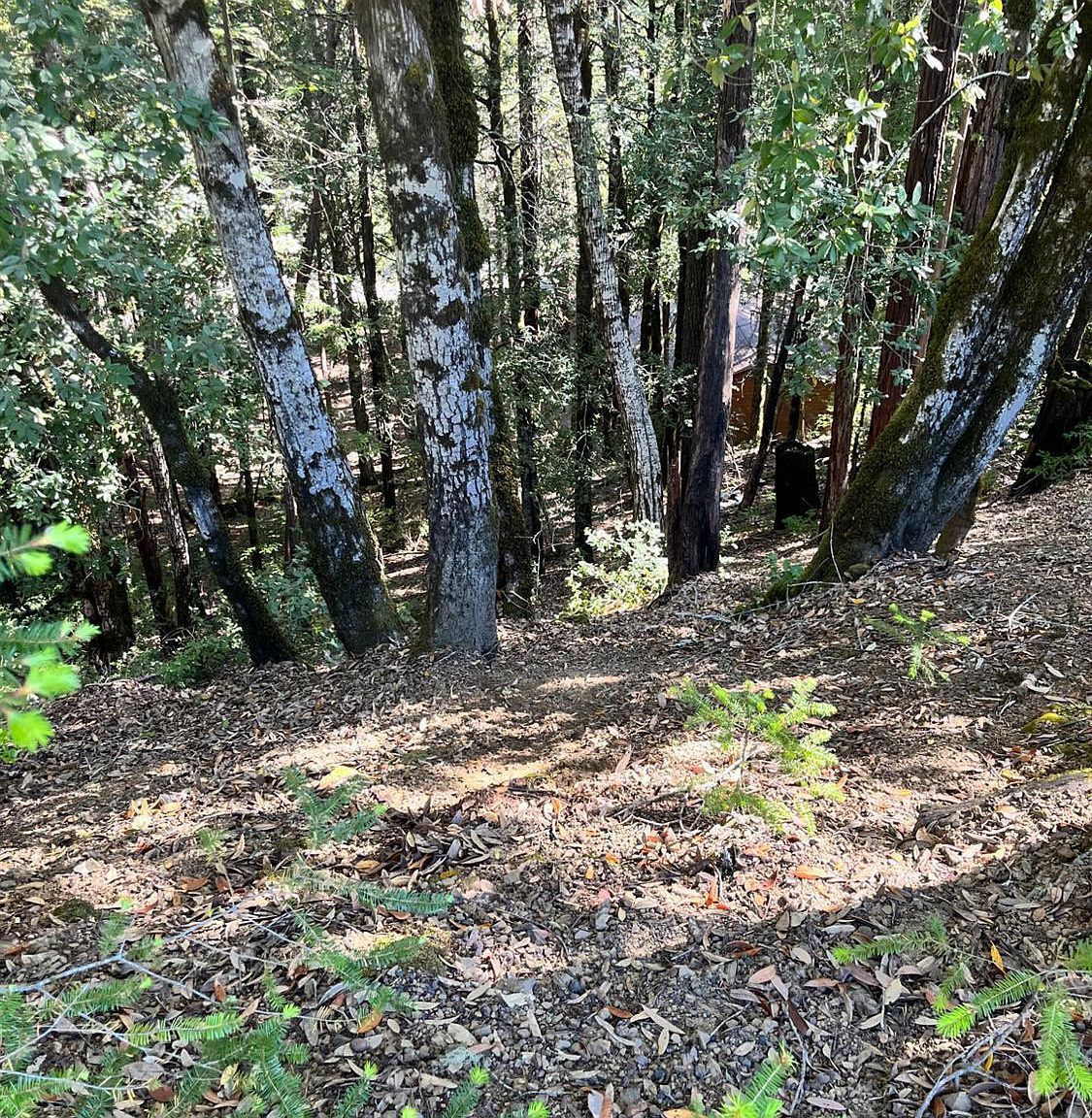 2185 Primrose Dr Willits, CA 95490 - Thumbnail 4