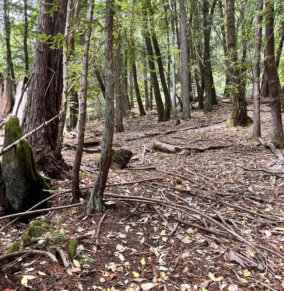 23649 Ridge Rd Willits, CA 95490 - Thumbnail 4