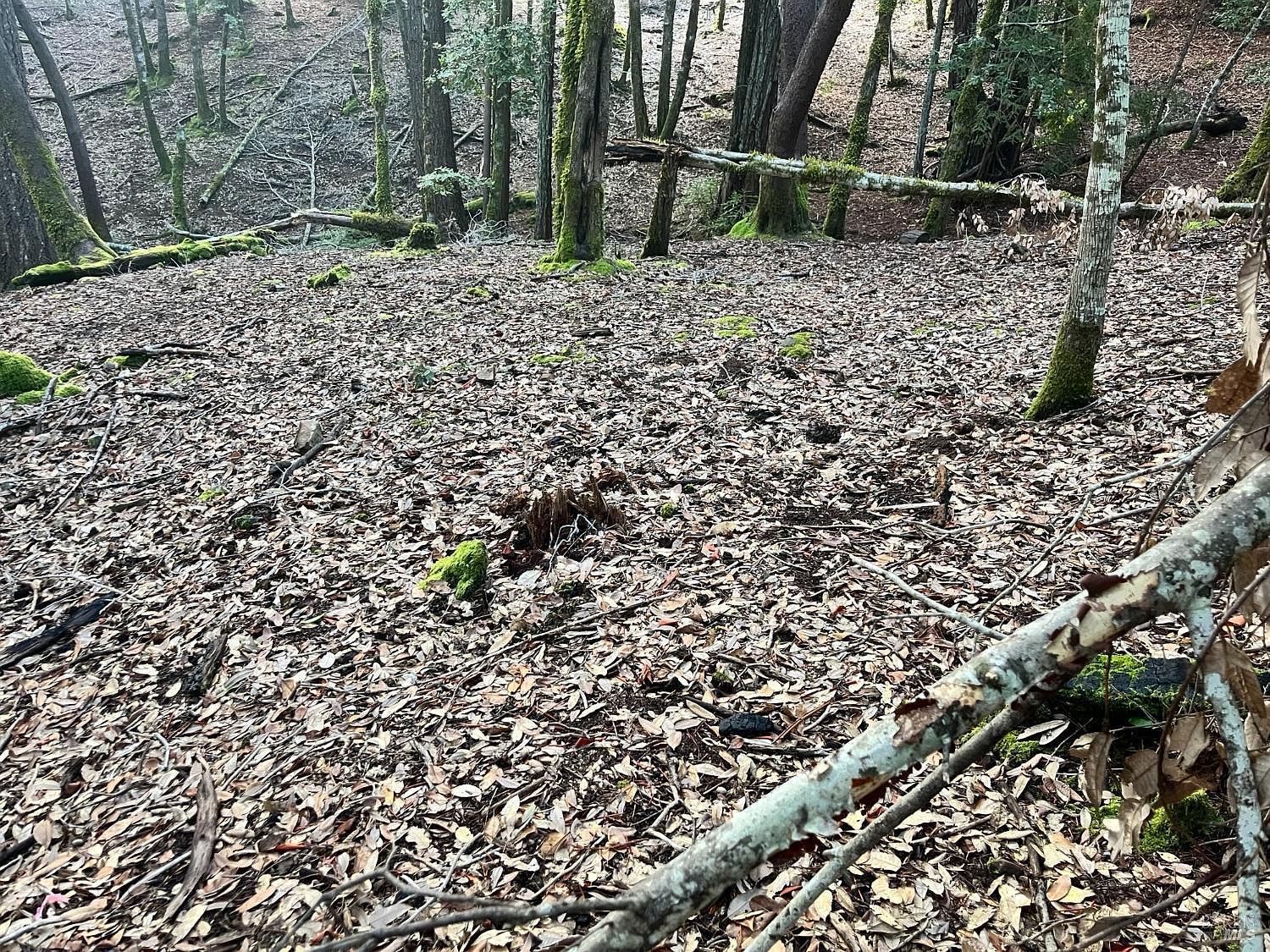 1451 Perch Way Willits, CA 95490 - Thumbnail 4